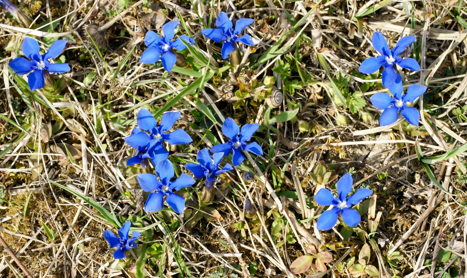 Spring Gentian (Gentiana verna)