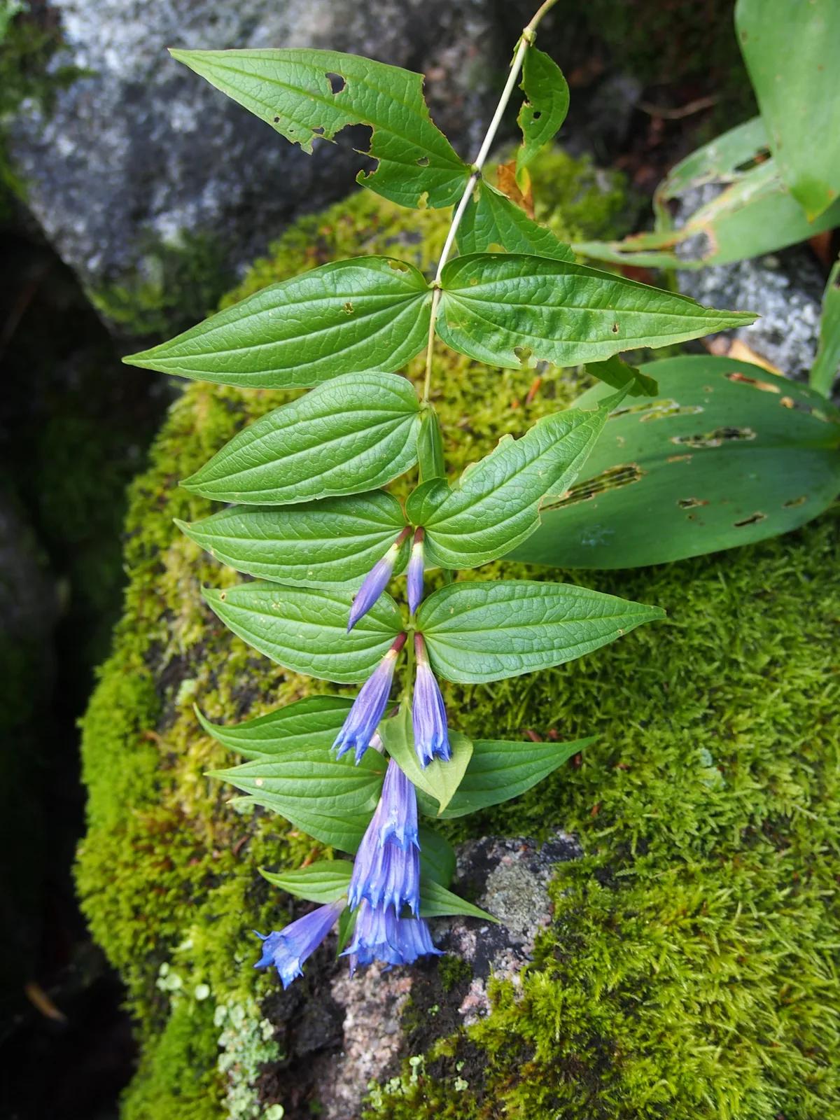 Willow Gentian
