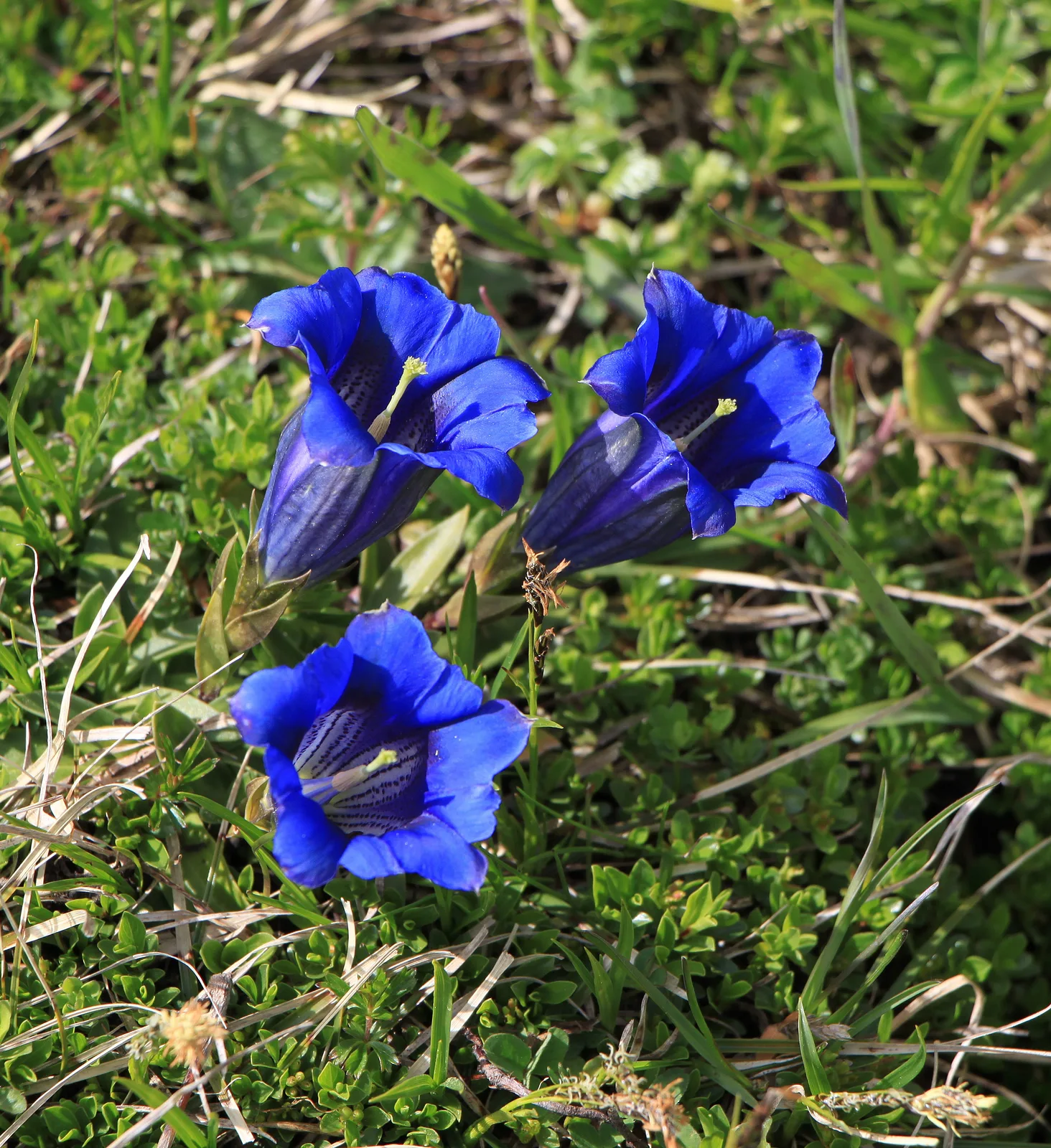 Clusius Gentian (Gentiana clusii)