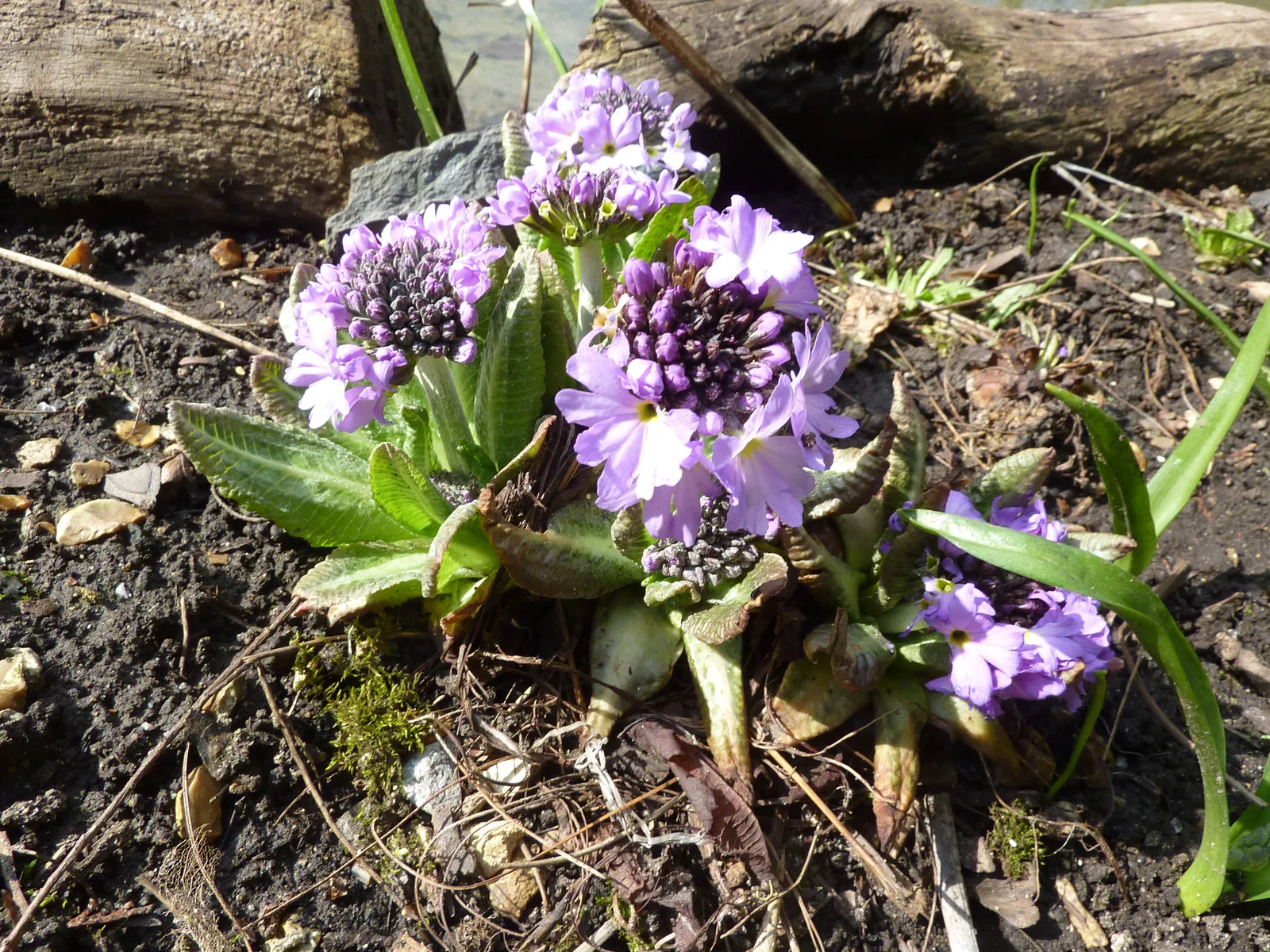 Drumstick Primula (Primula denticulata)