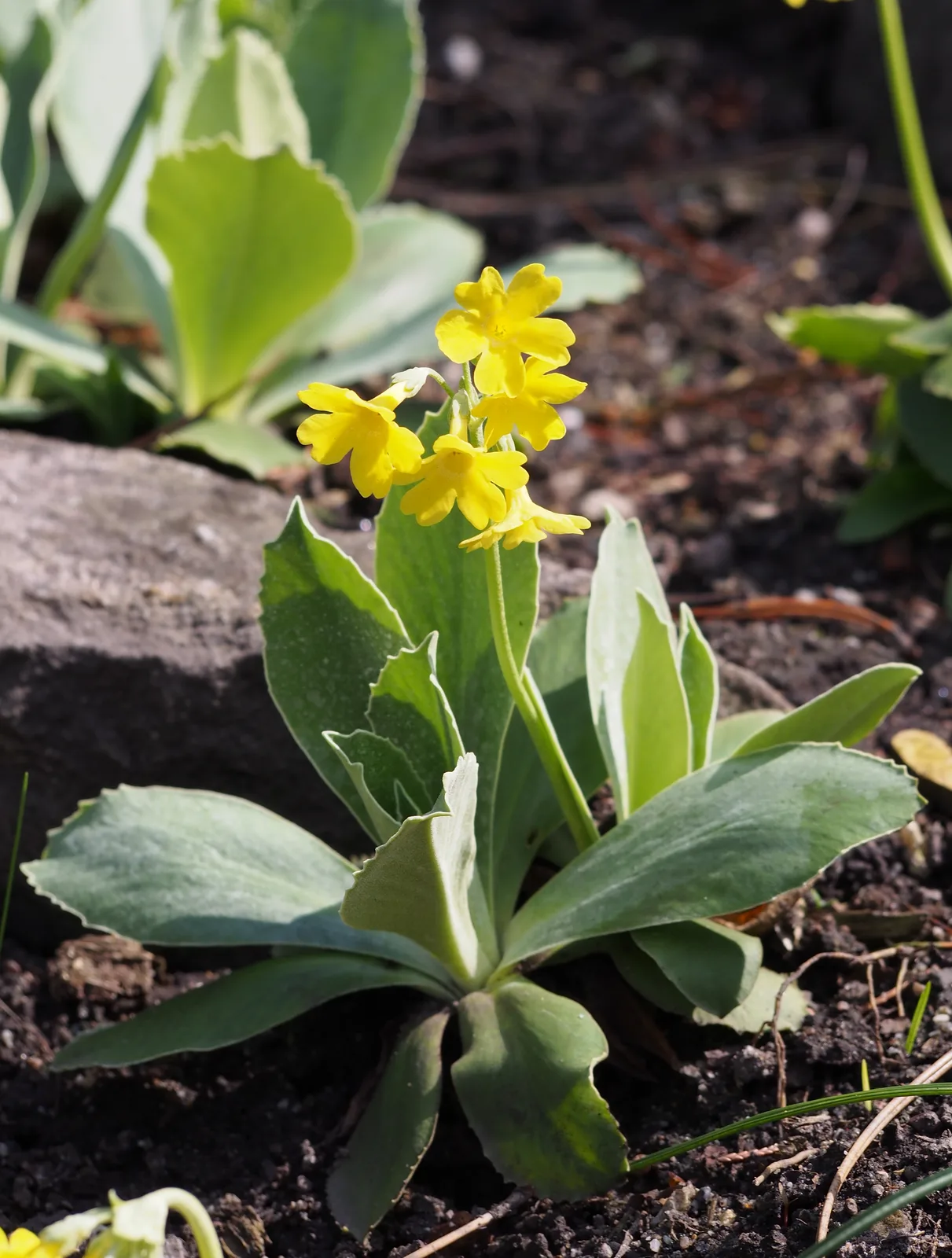 Auricula (Primula auricula)