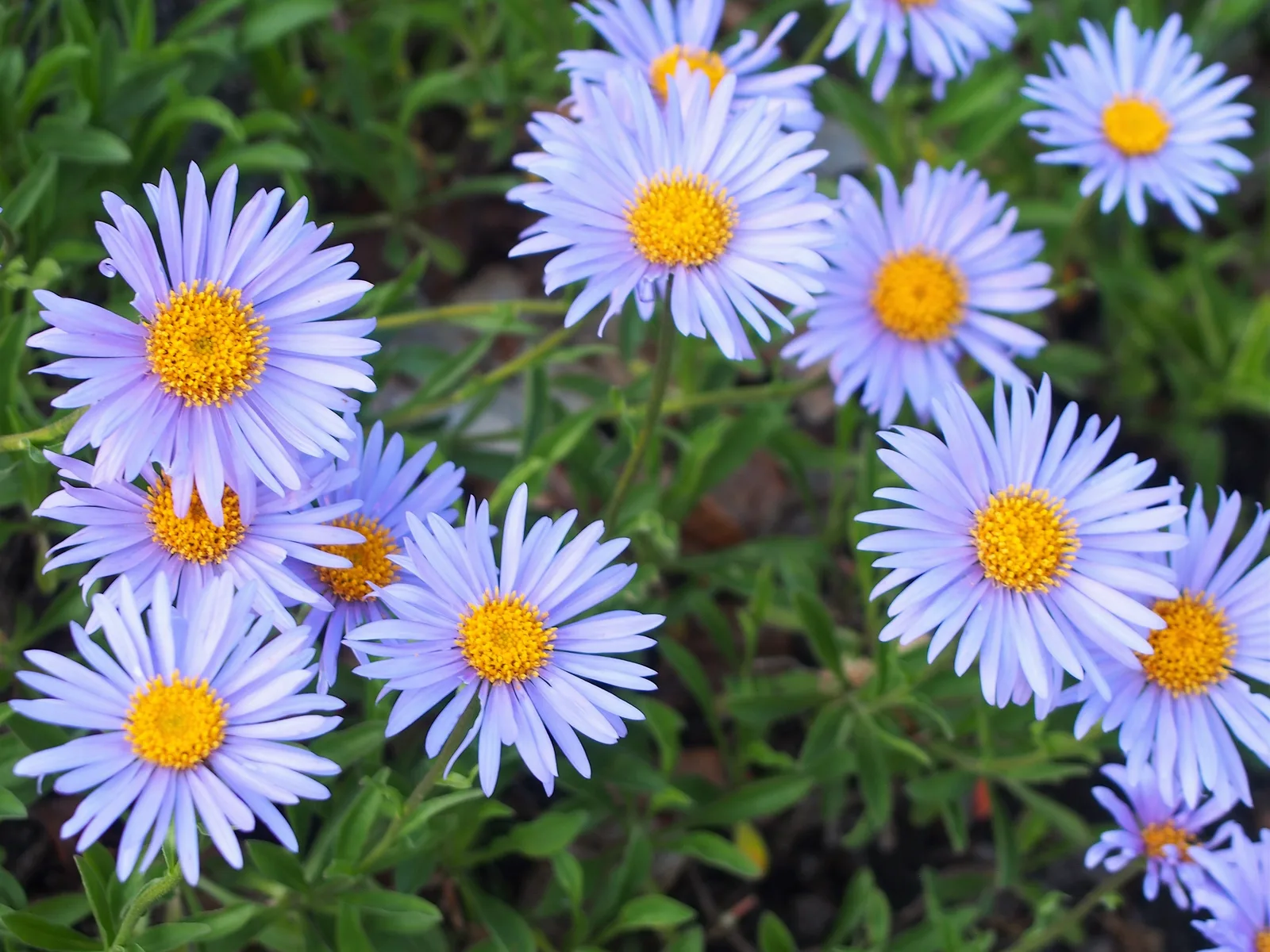 Alpine Aster (Aster alpinus)