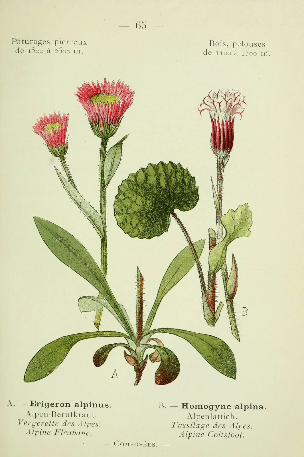 Alpine Fleabane (Erigeron alpinus)