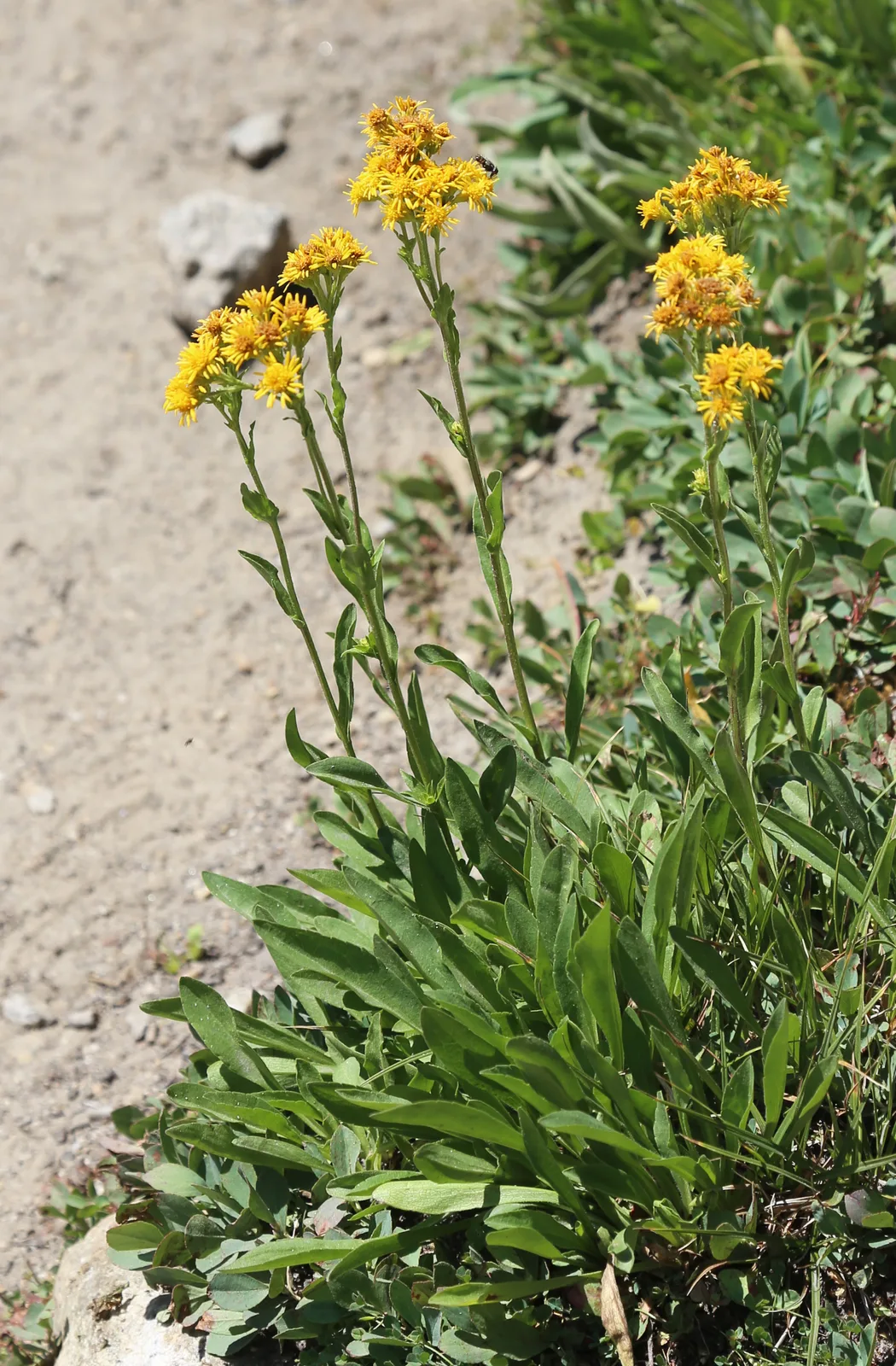 Alpine Goldenrod (Solidago multiradiata)