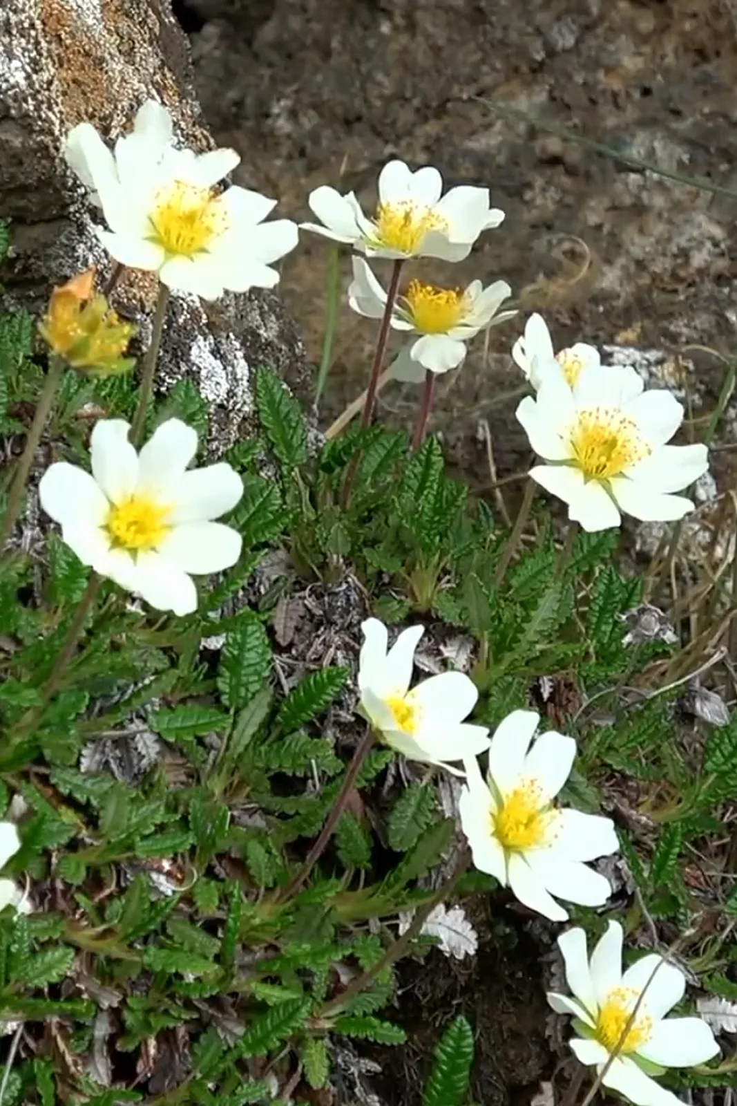 Mountain Avens