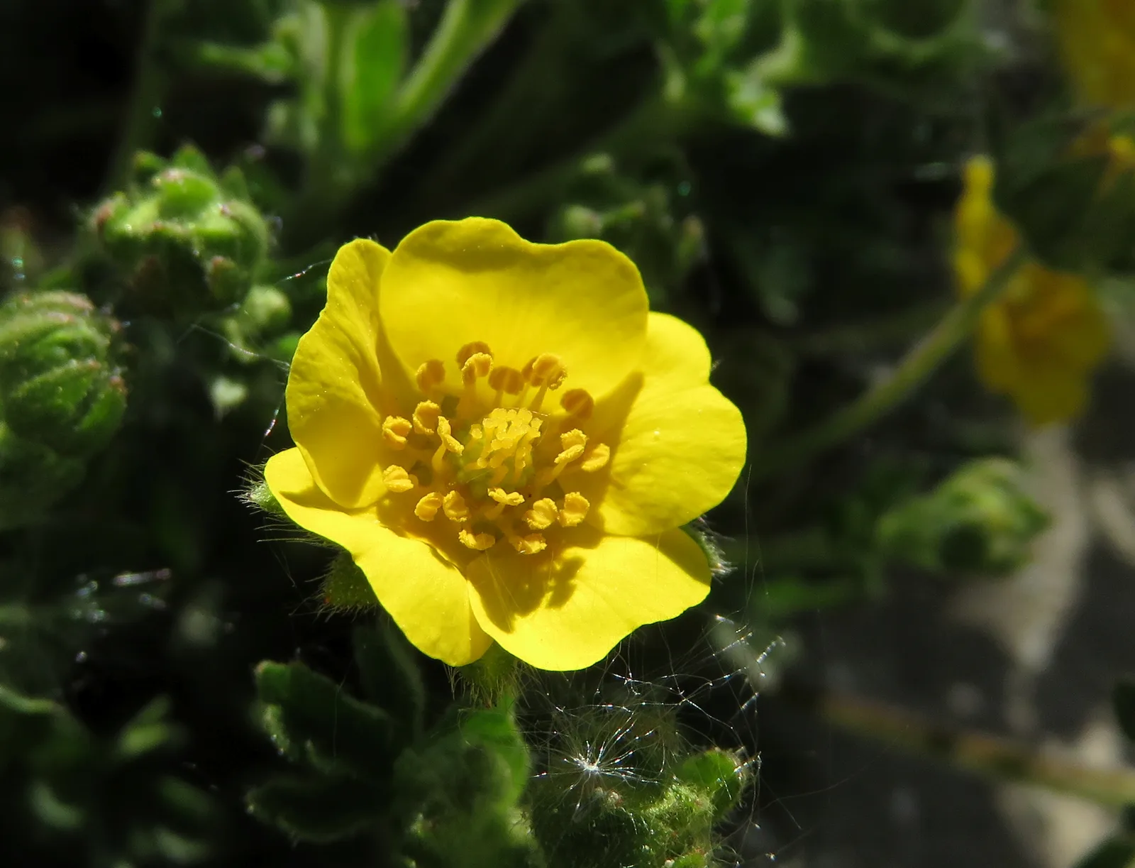 Alpine Cinquefoil (Potentilla crantzii)