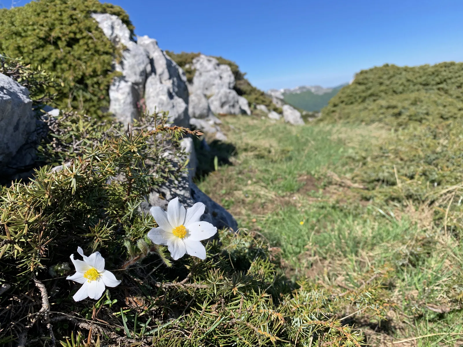 Alpine Pasqueflower (Pulsatilla alpina)