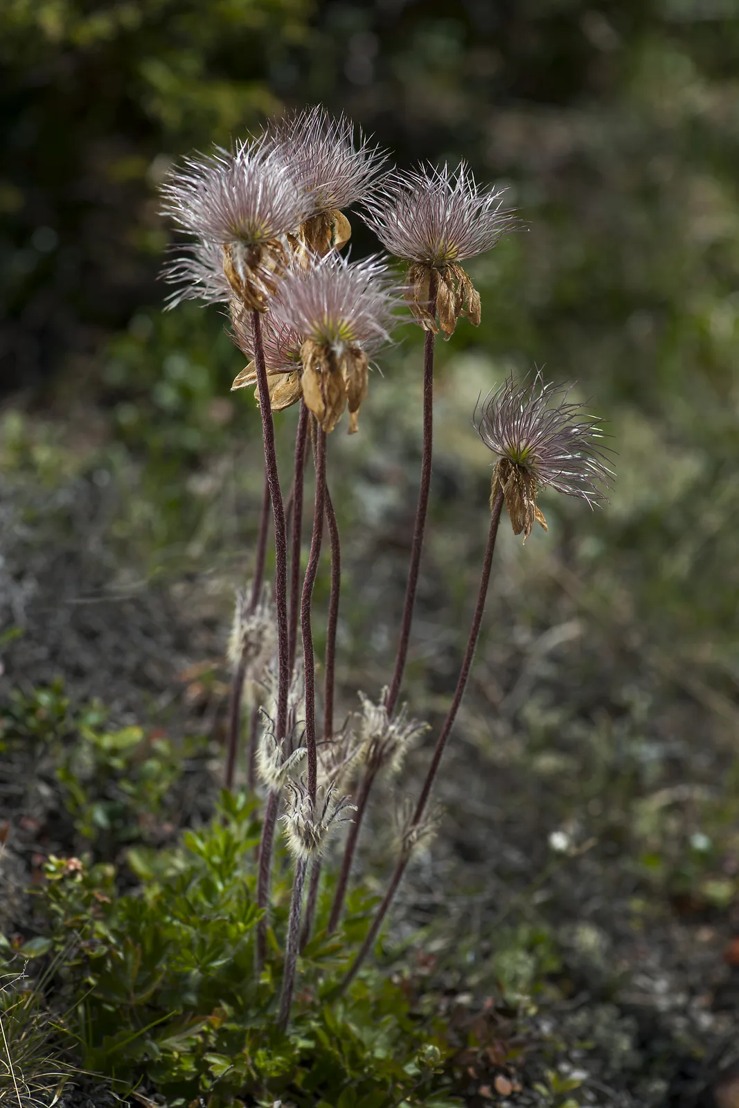 Spring Pasqueflower (Pulsatilla vernalis)