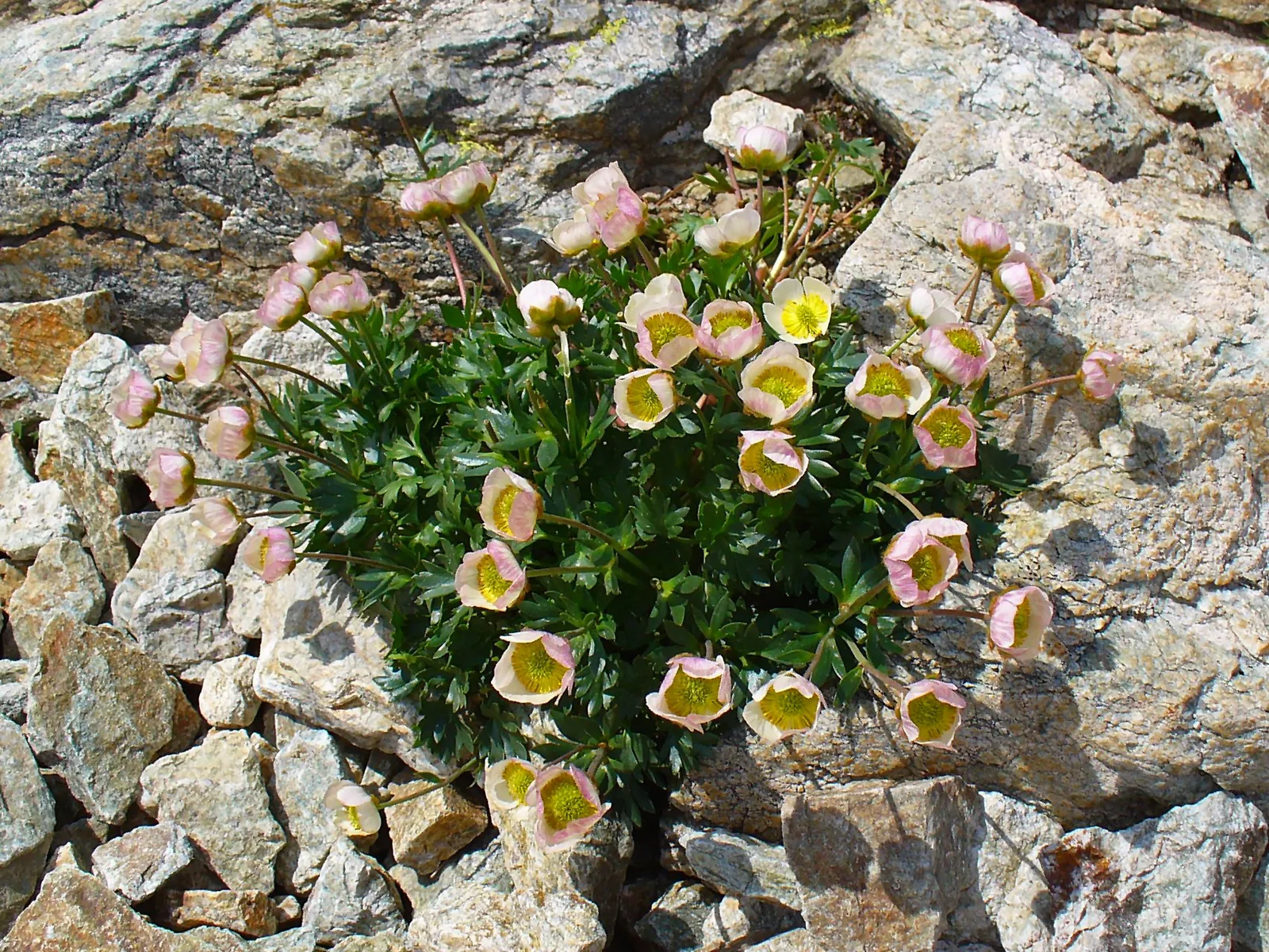 Glacier Buttercup (Ranunculus glacialis)