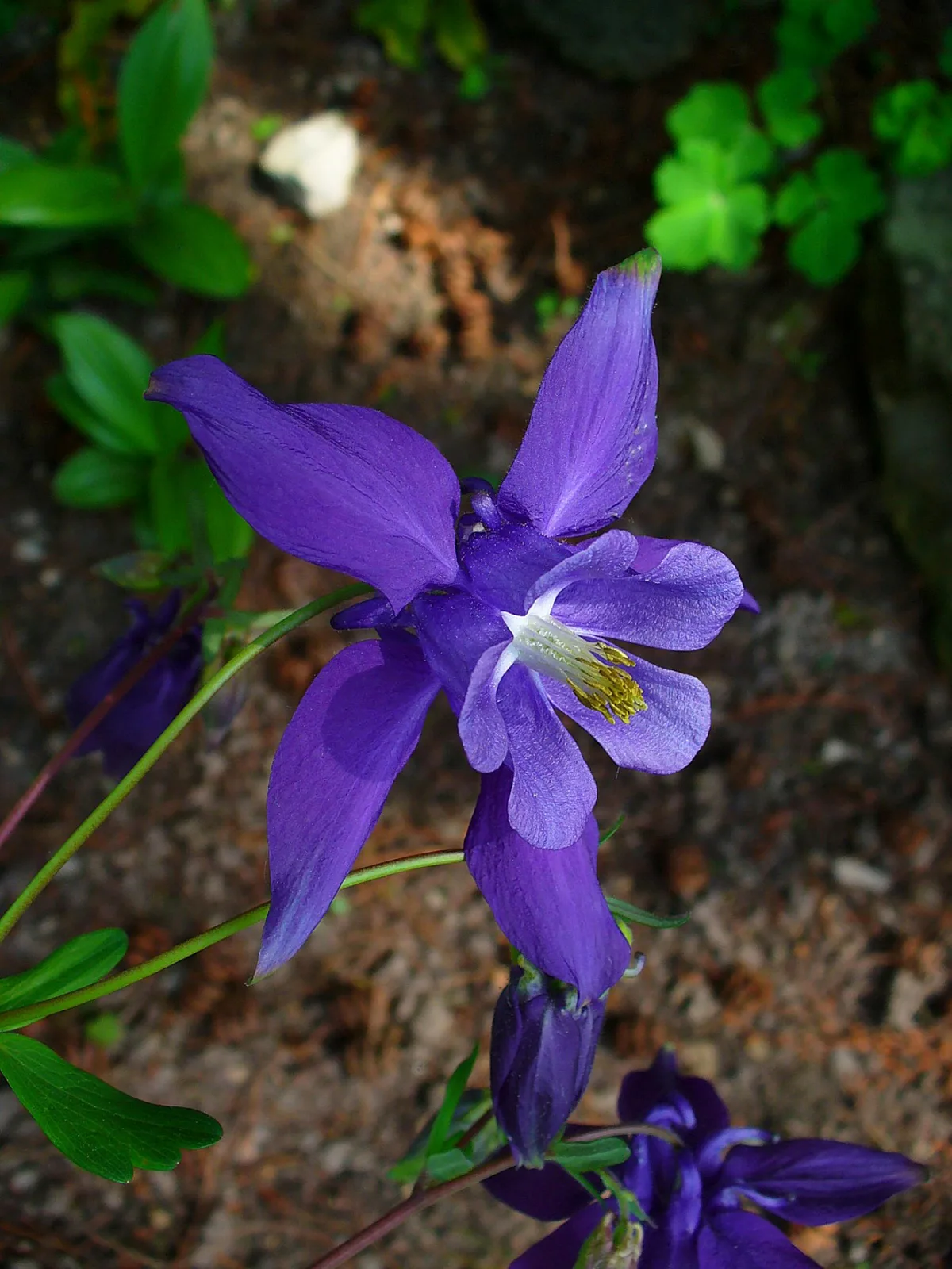 Alpine Columbine (Aquilegia alpina)