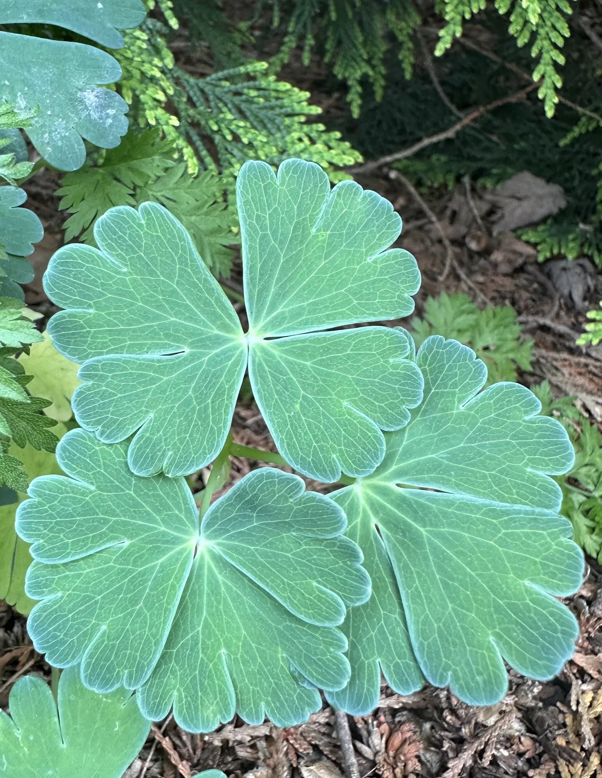 Fan Columbine