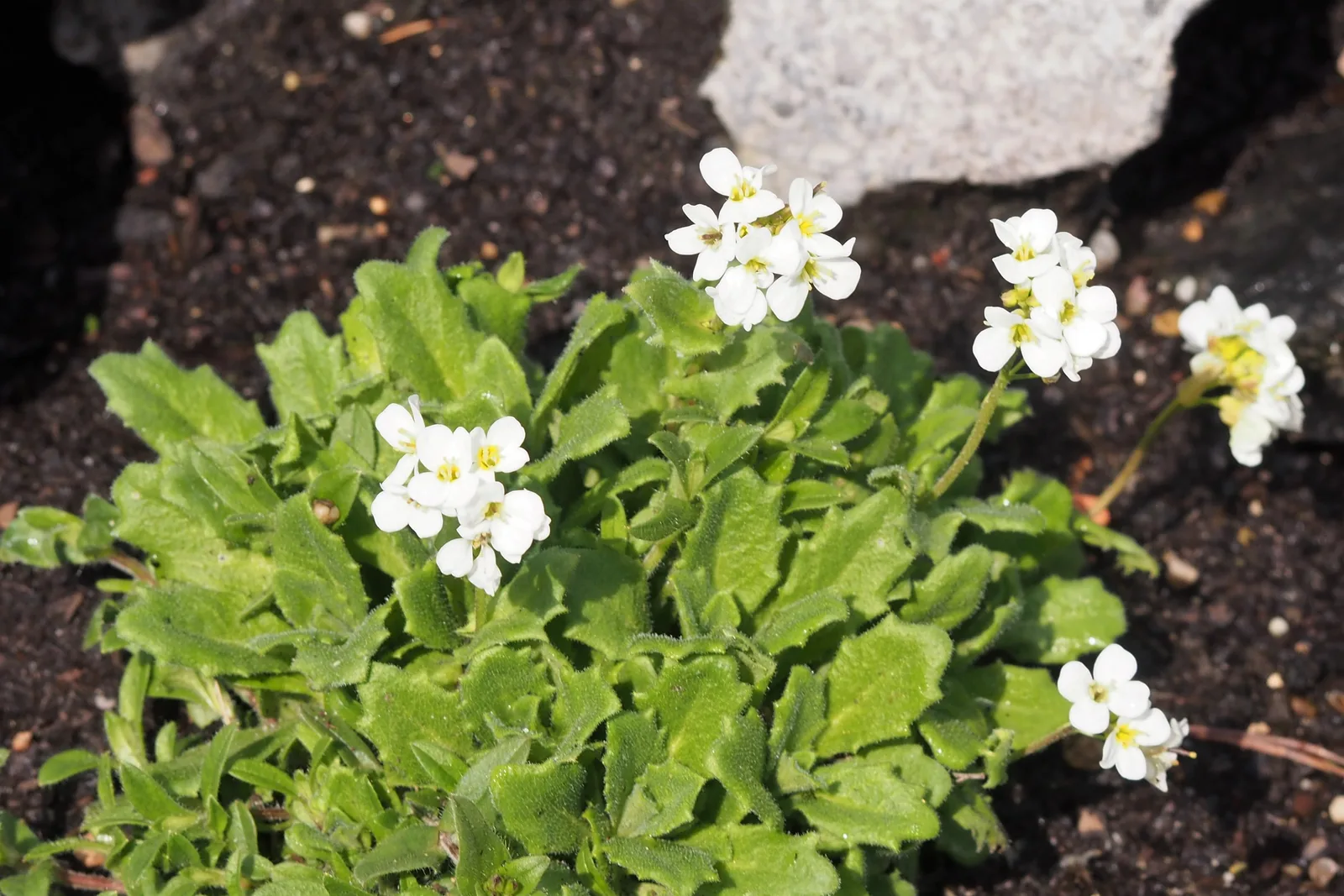Alpine Rockcress