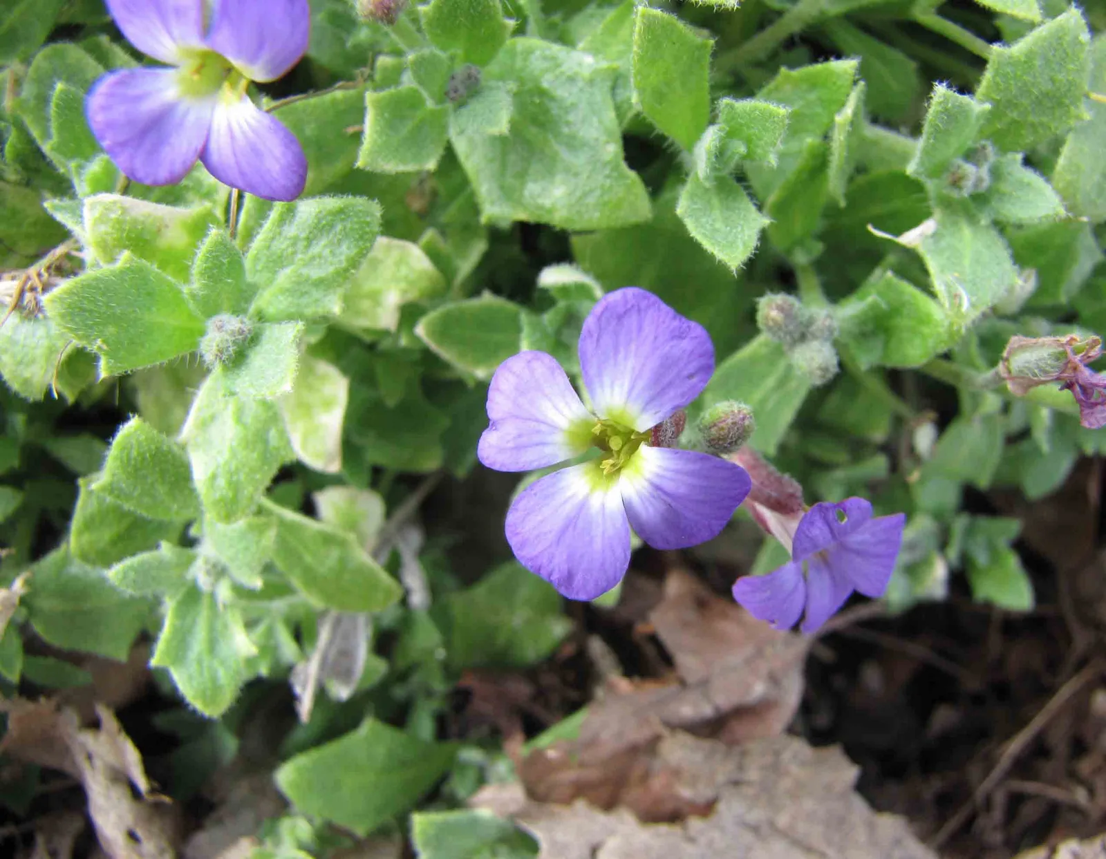 Rock Cress (Aubrieta deltoidea)