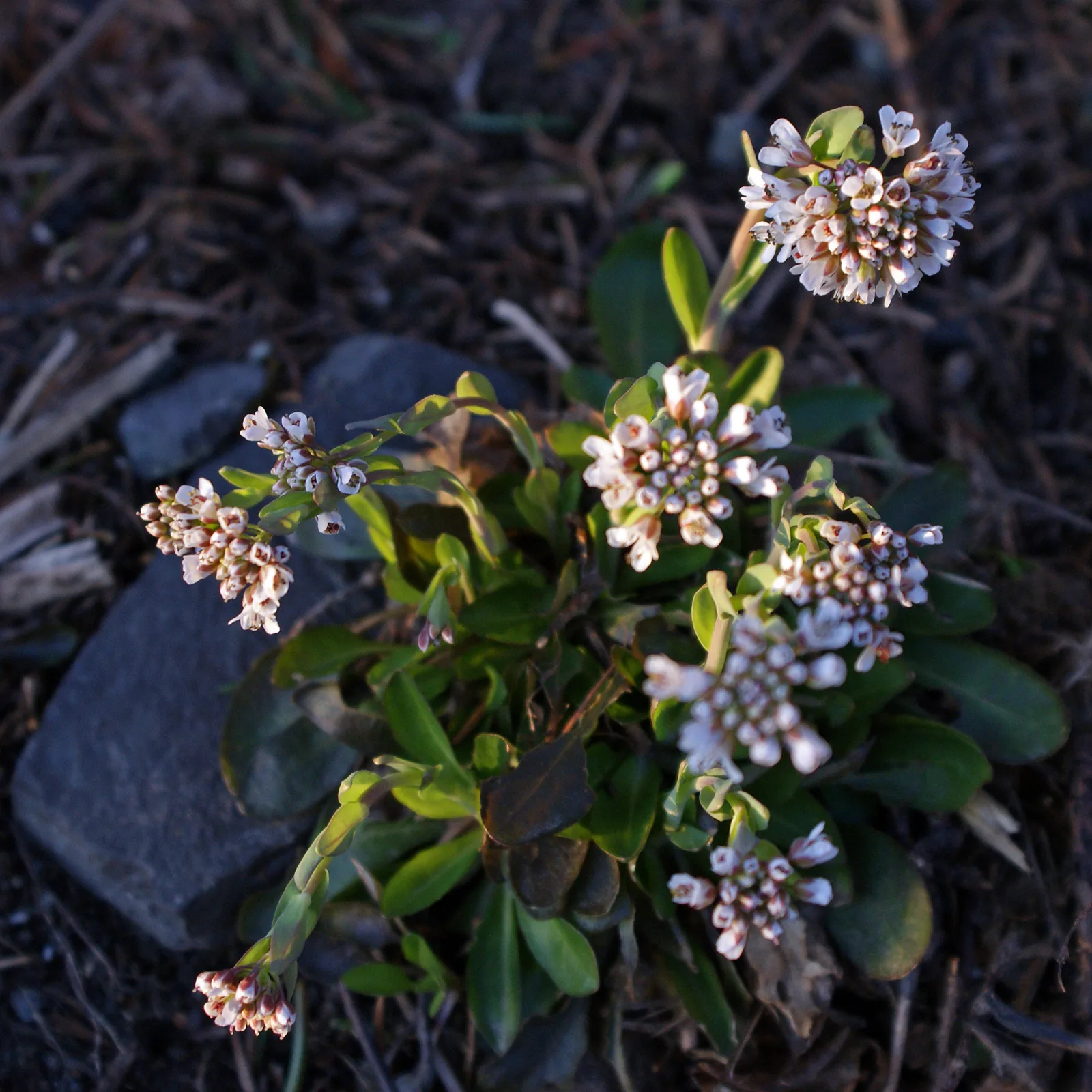 Alpine Pennycress (Noccaea caerulescens)