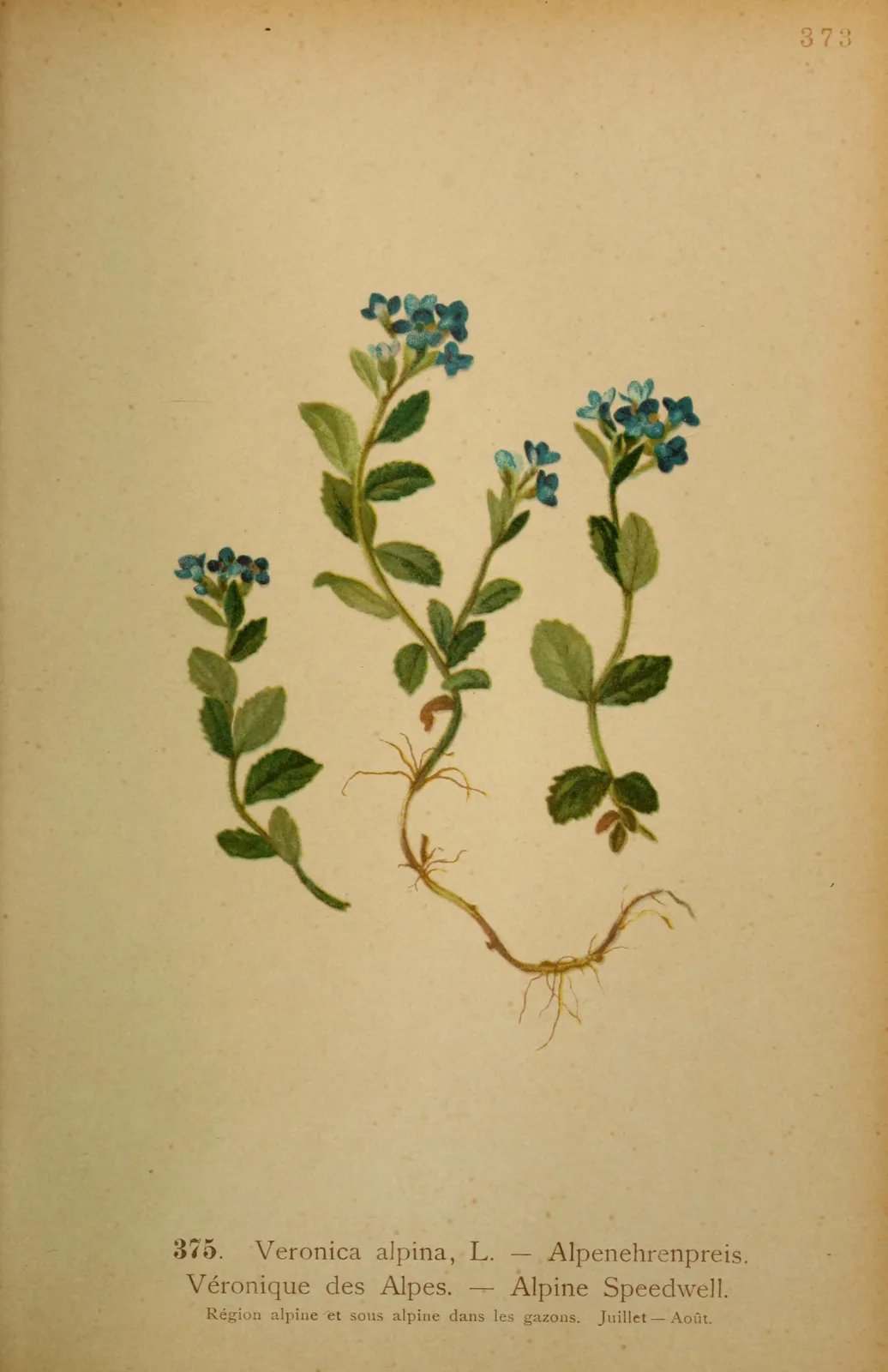 Alpine Speedwell (Veronica alpina)
