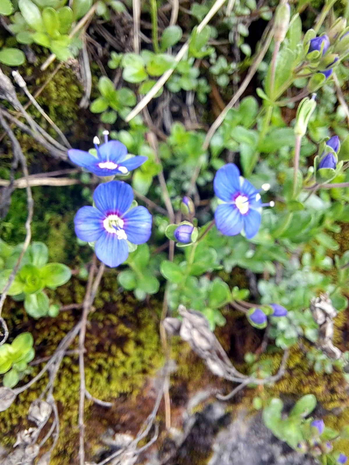 Rock Speedwell (Veronica fruticans)