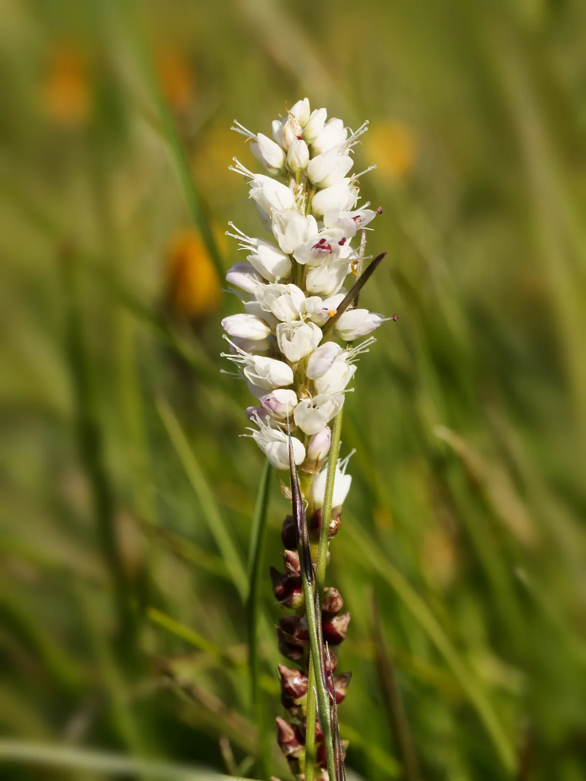 Alpine Bistort (Bistorta vivipara)