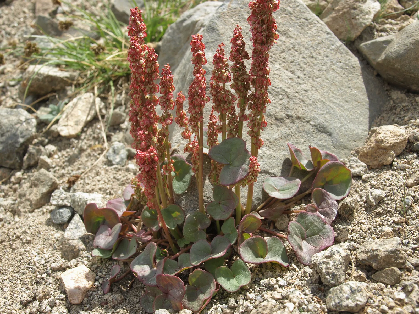 Alpine Sorrel (Oxyria digyna)