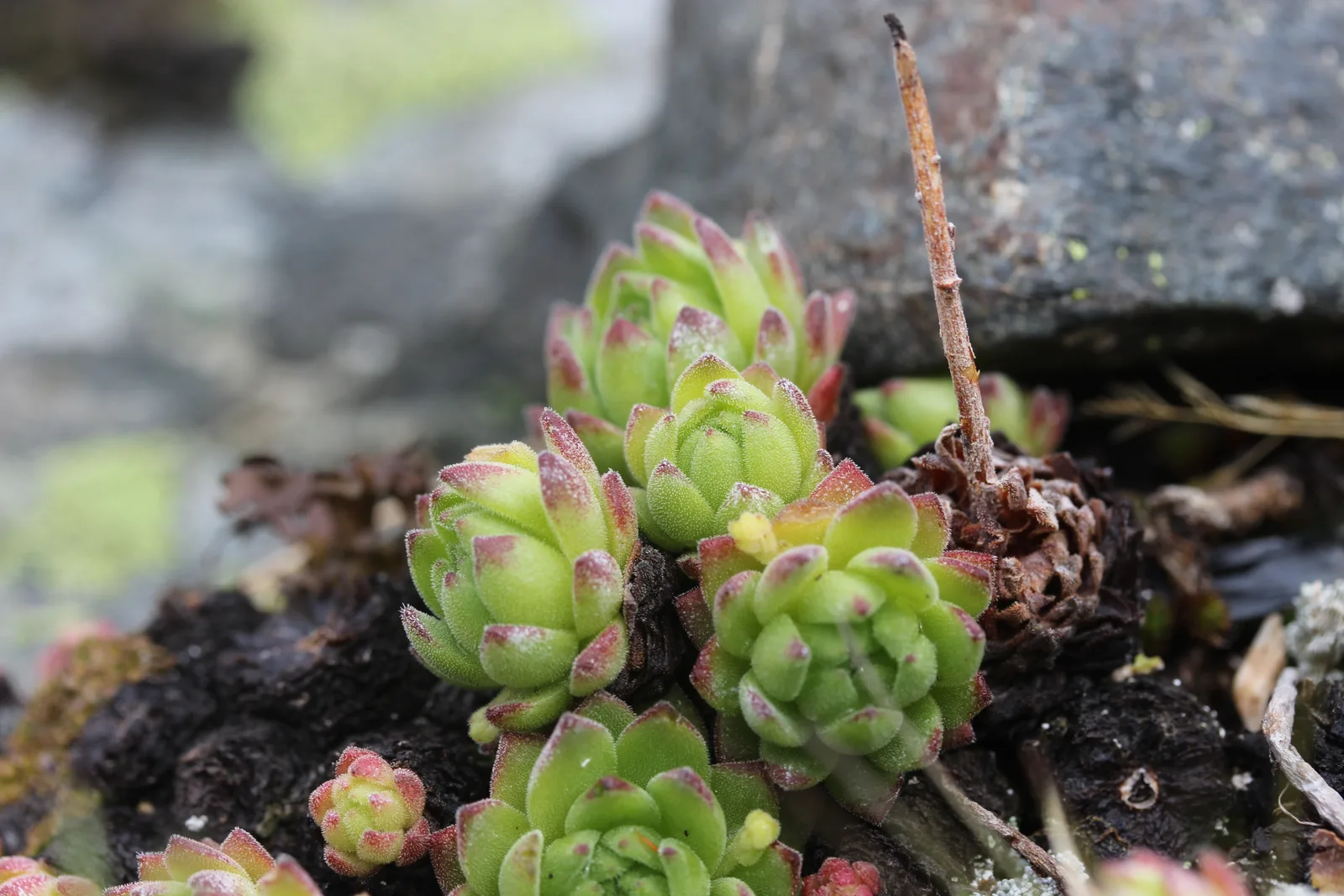 Mountain Houseleek (Sempervivum montanum)