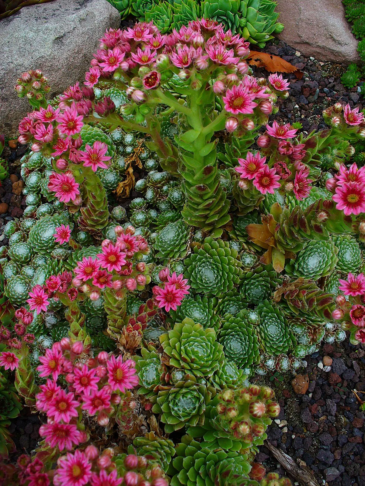 Cobweb Houseleek (Sempervivum arachnoideum)