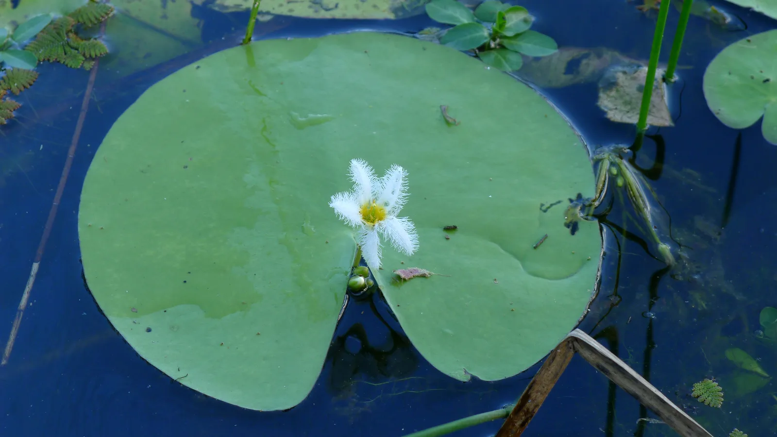 Water Snowflake (Nymphoides indica)