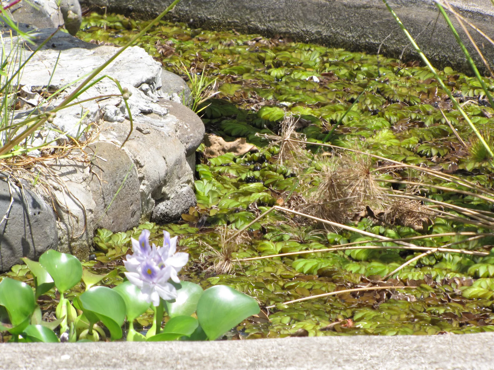 Giant Salvinia