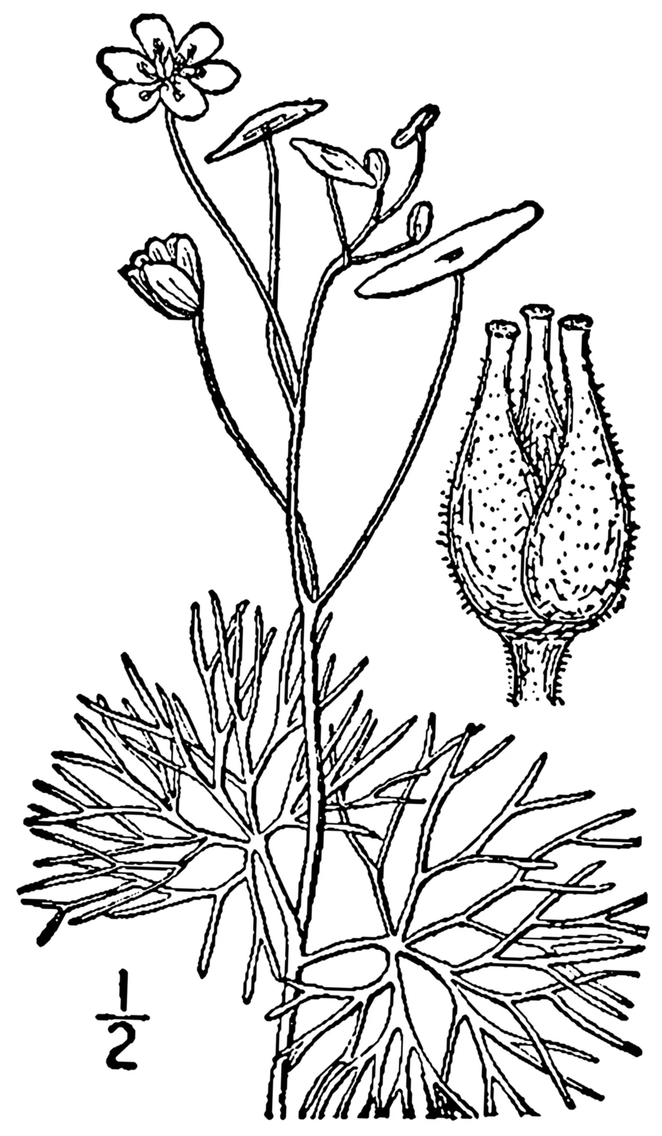 Fanwort (Cabomba caroliniana)