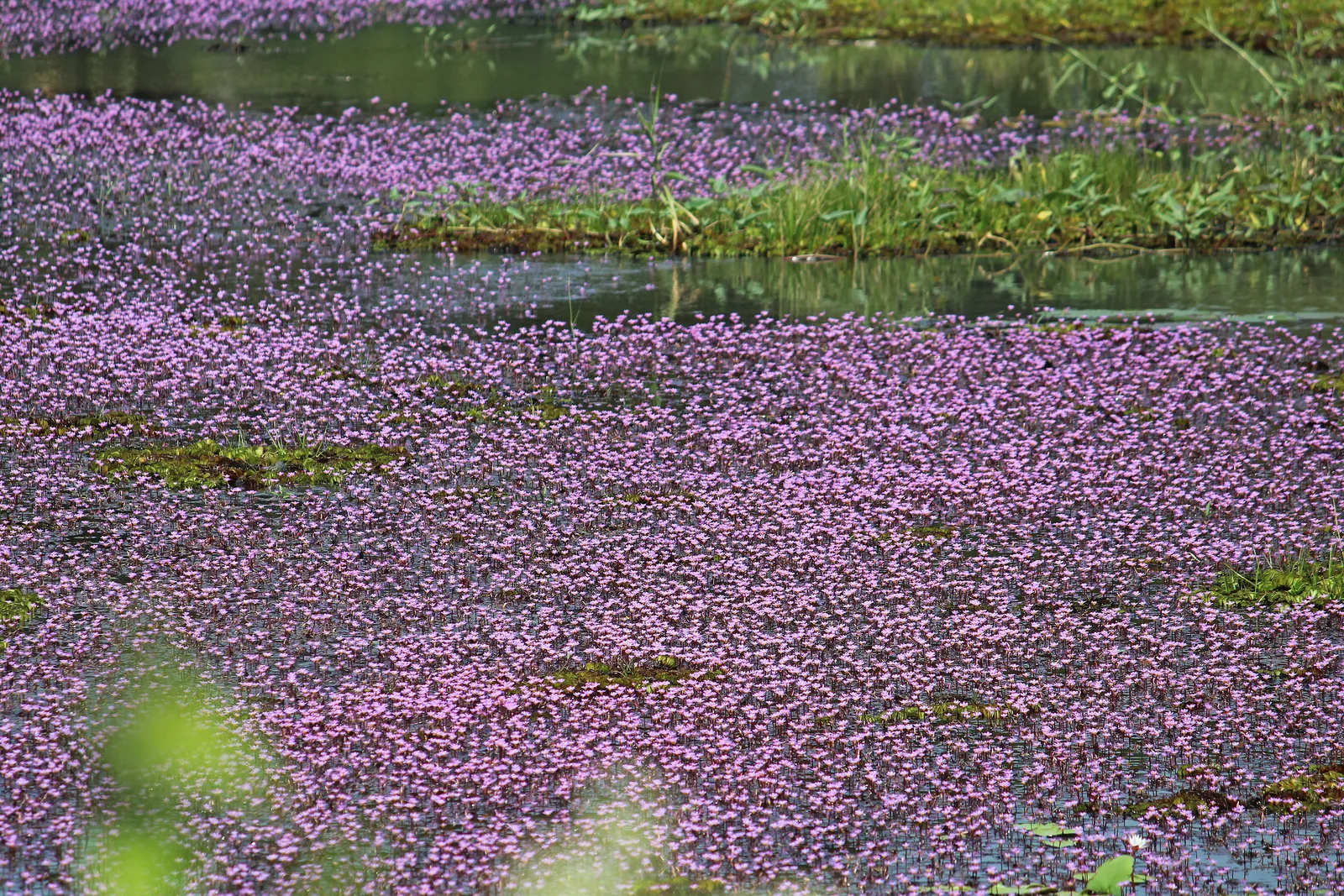 Red Cabomba (Cabomba furcata)