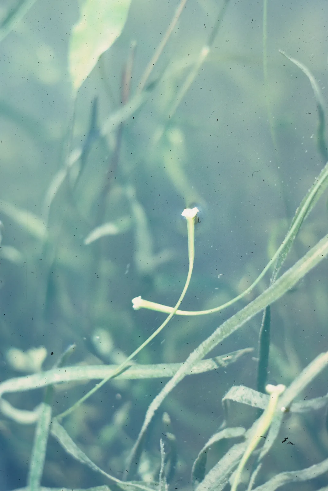 Eelgrass