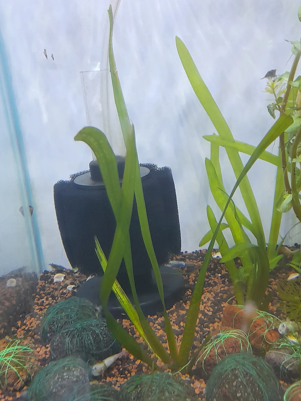 Tape Grass