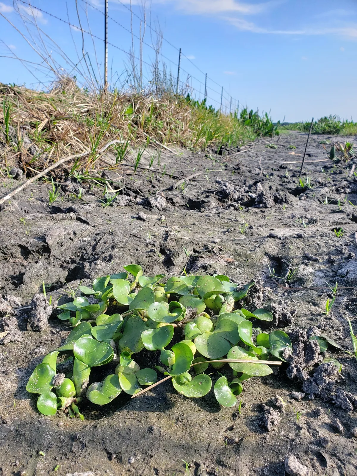 Water Hyacinth