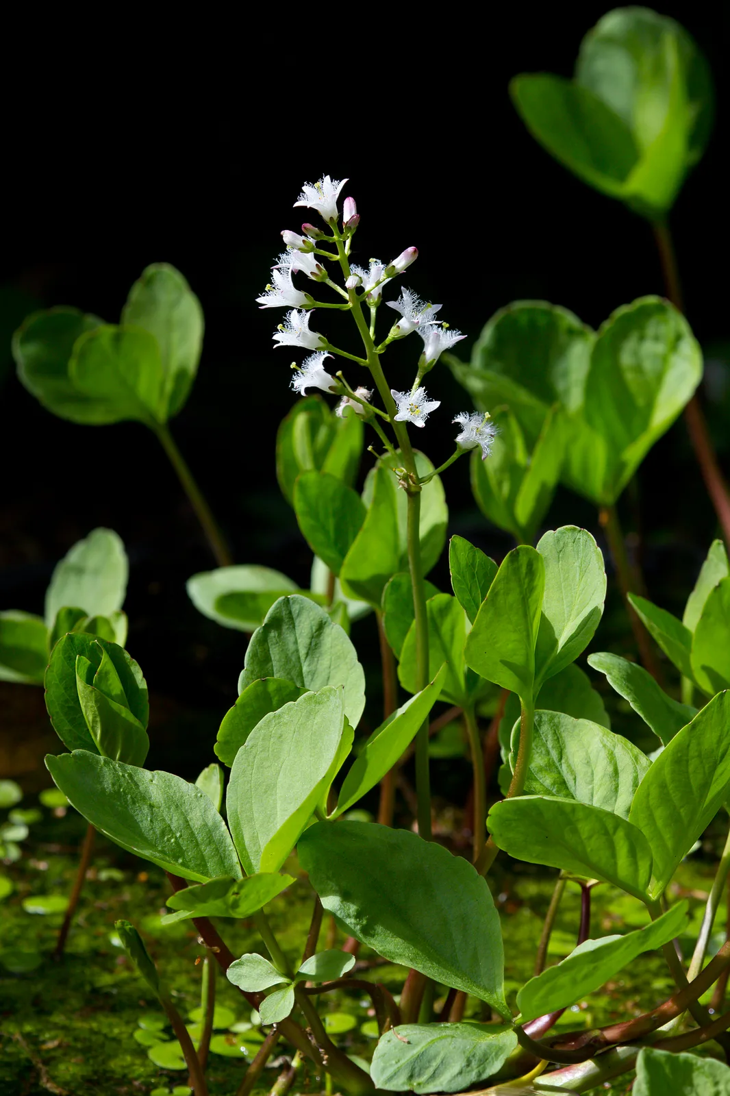 Bog Bean