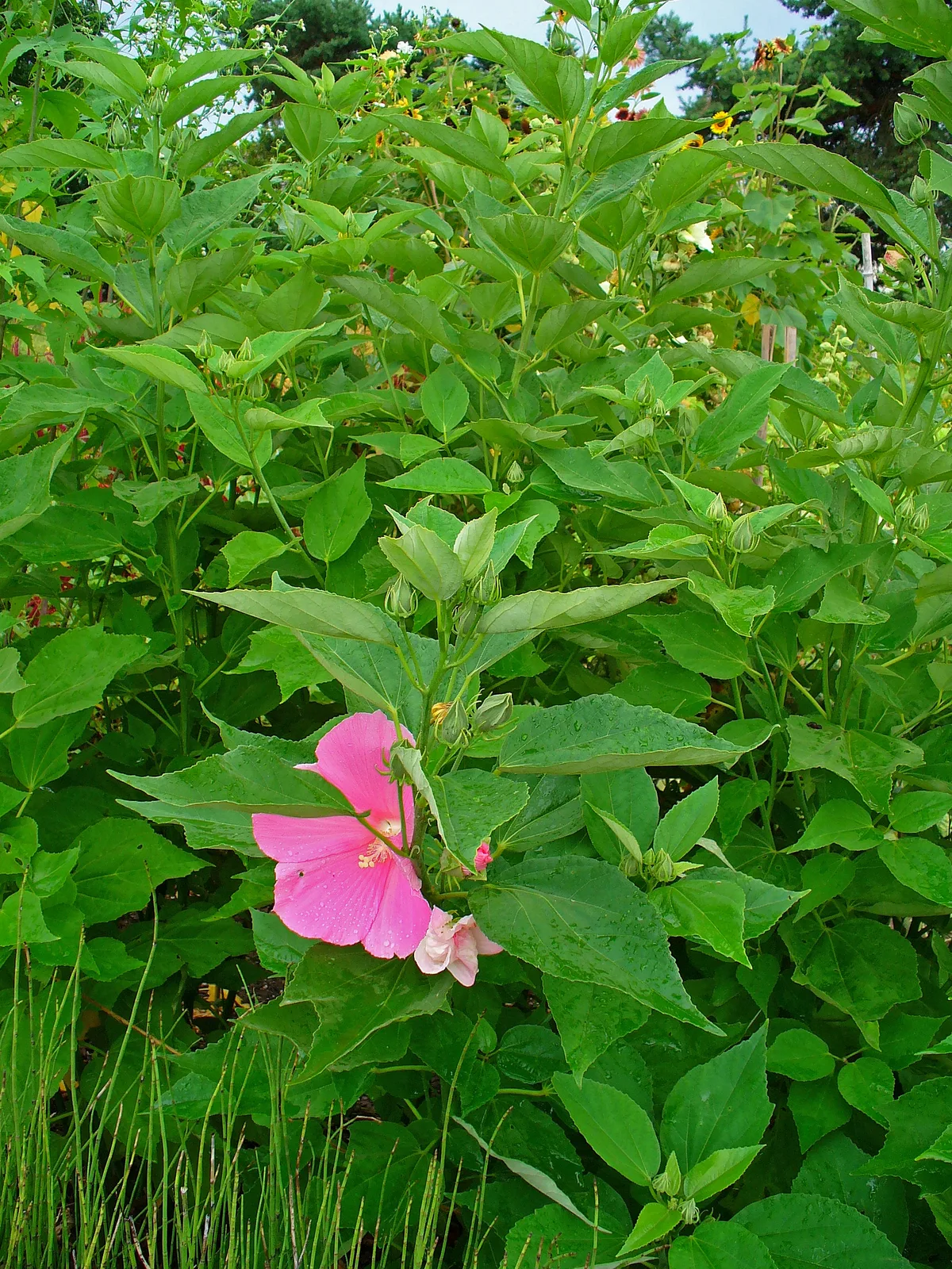 Swamp Rose Mallow