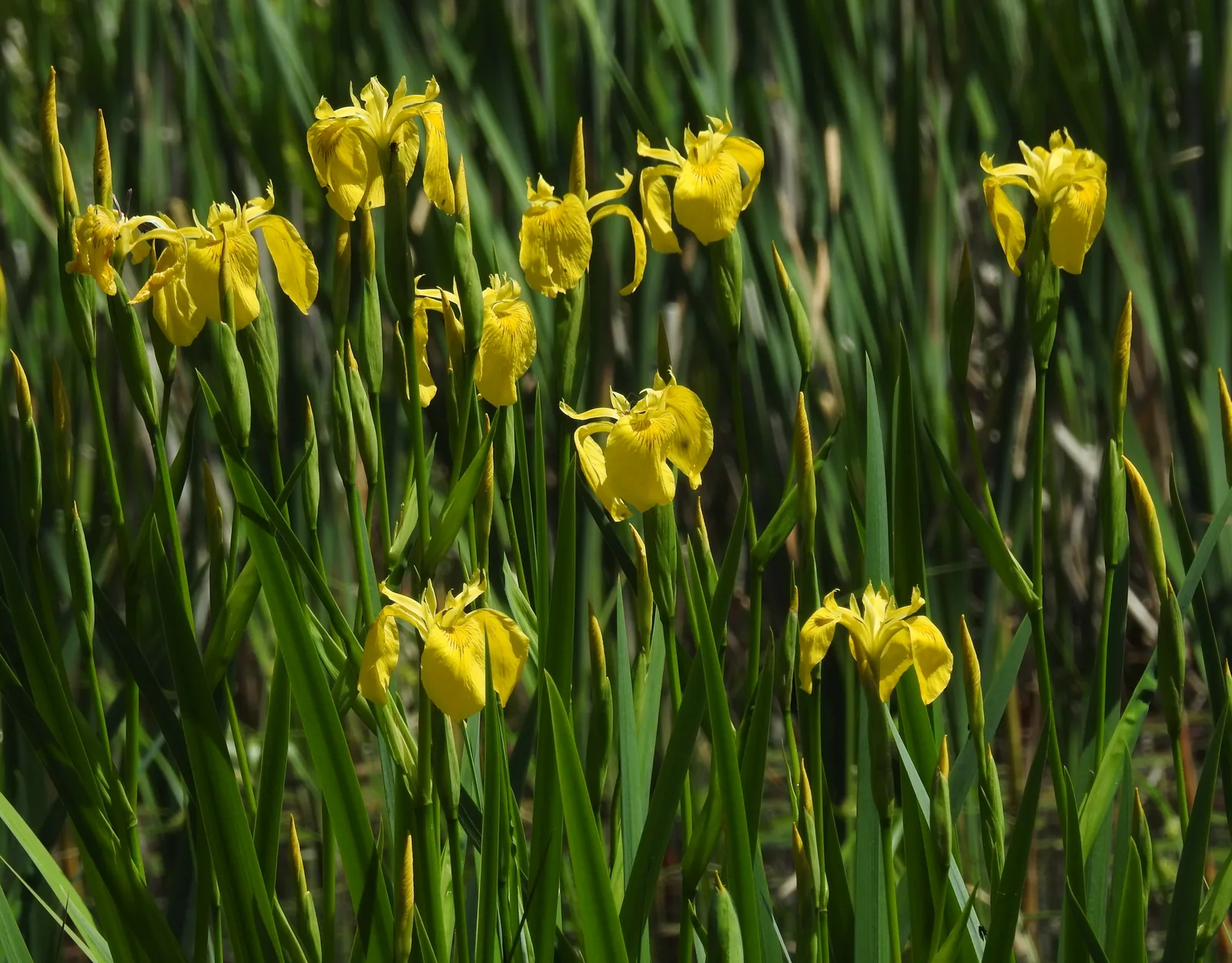 Yellow Flag Iris