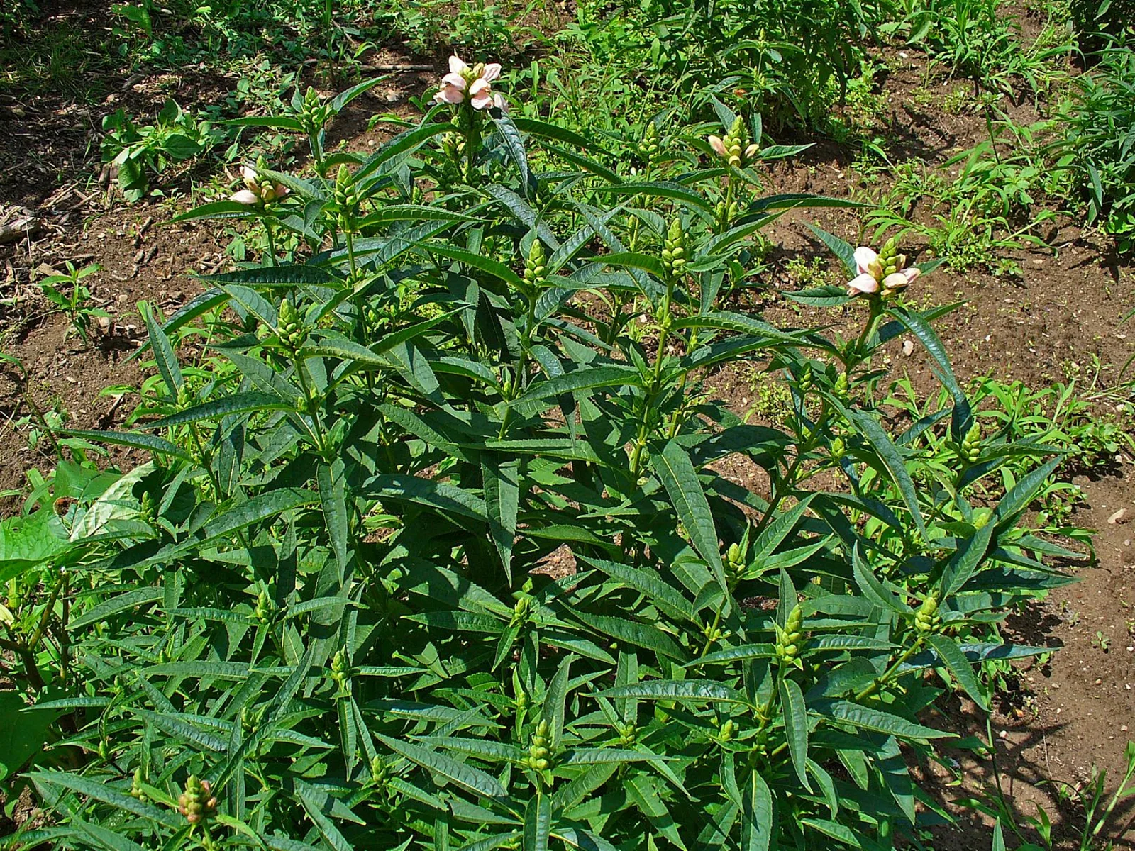 Turtlehead (Chelone glabra)
