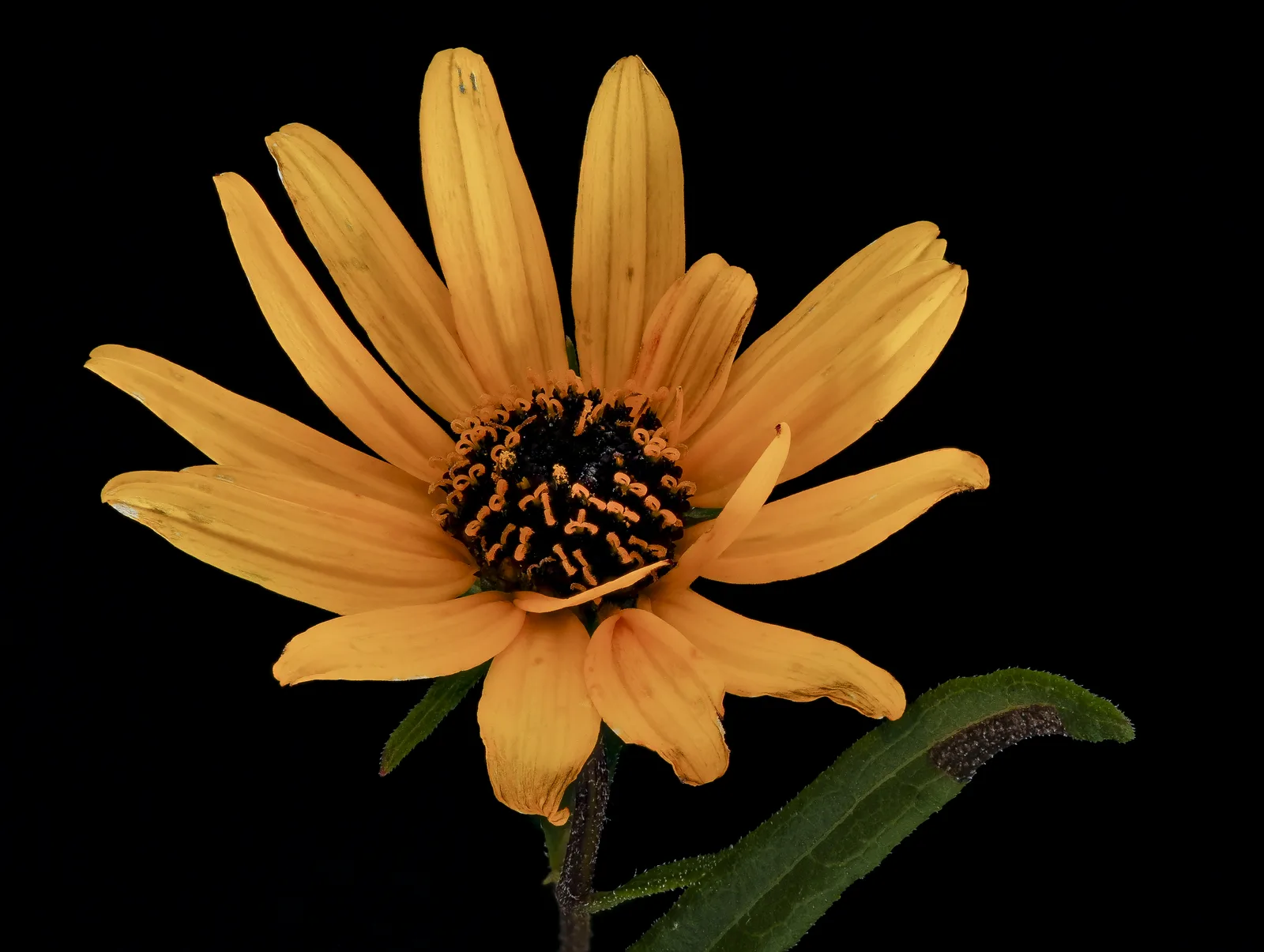 Swamp Sunflower