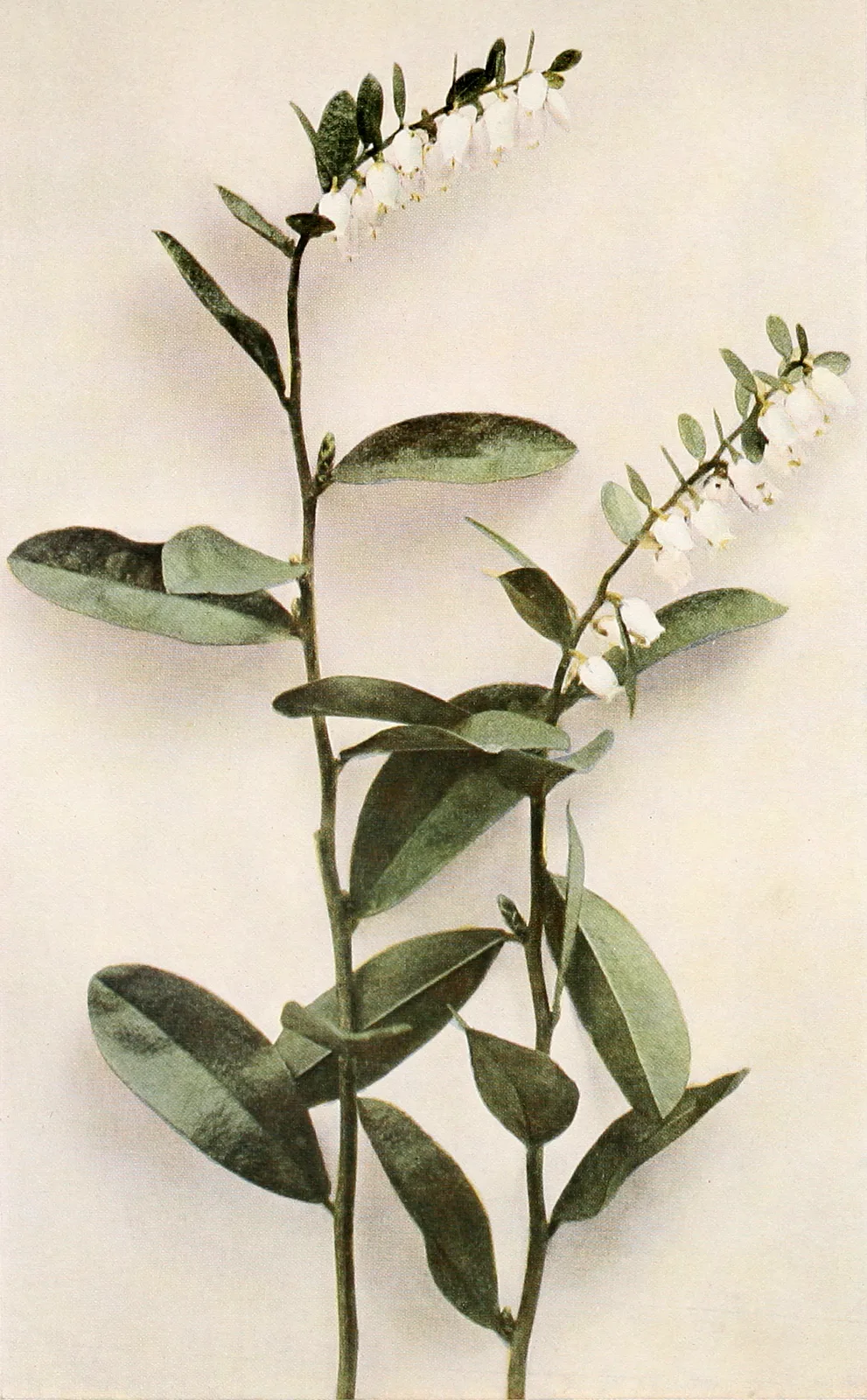 Leatherleaf (Chamaedaphne calyculata)