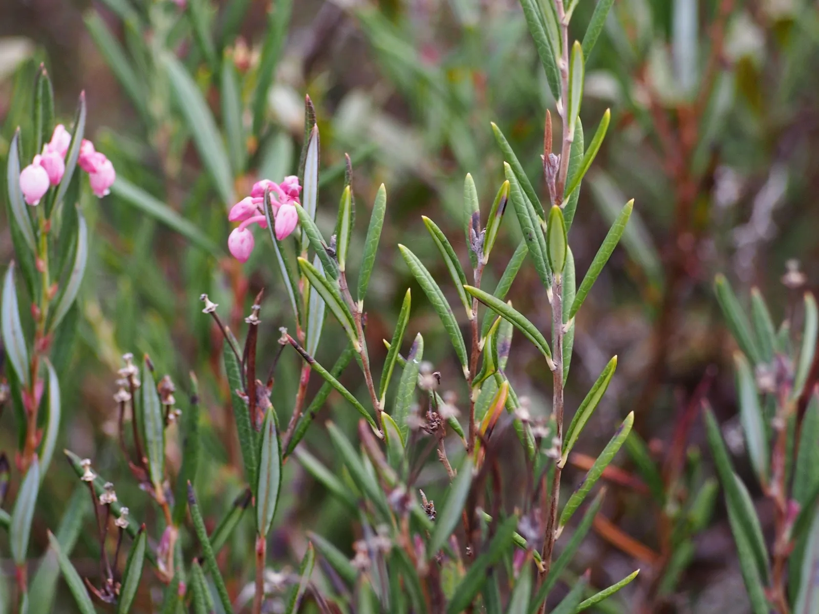 Bog Rosemary