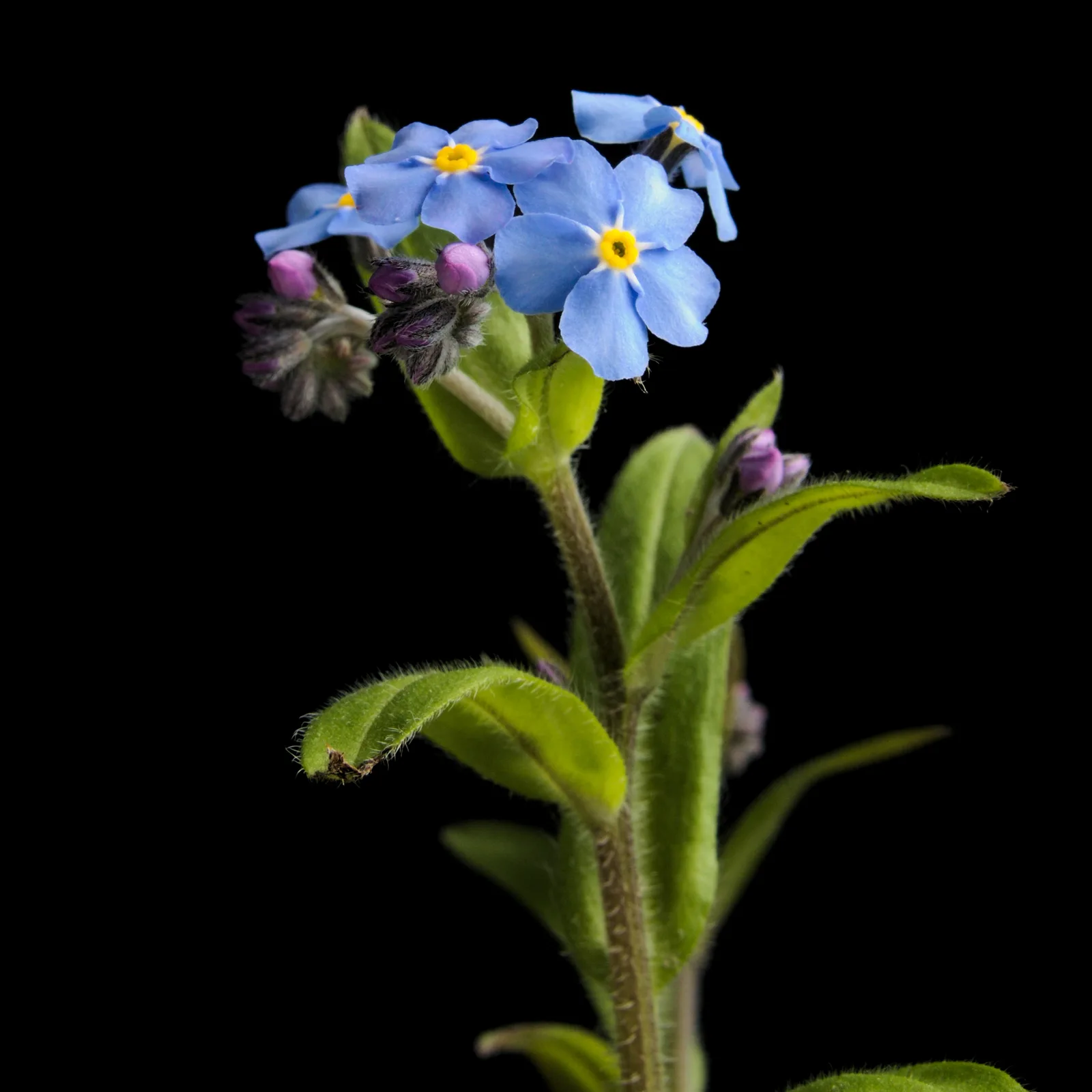 Alpine Forget-me-not
