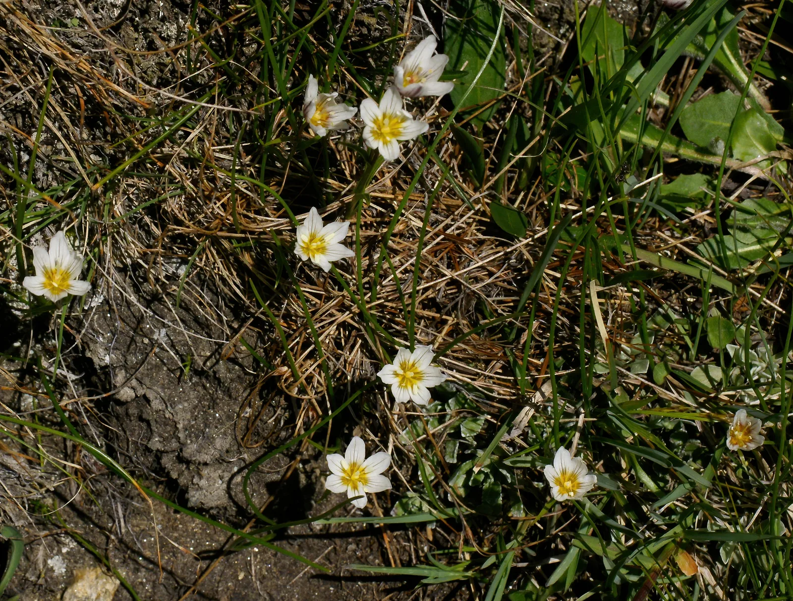 Snowdon Lily (Gagea serotina)