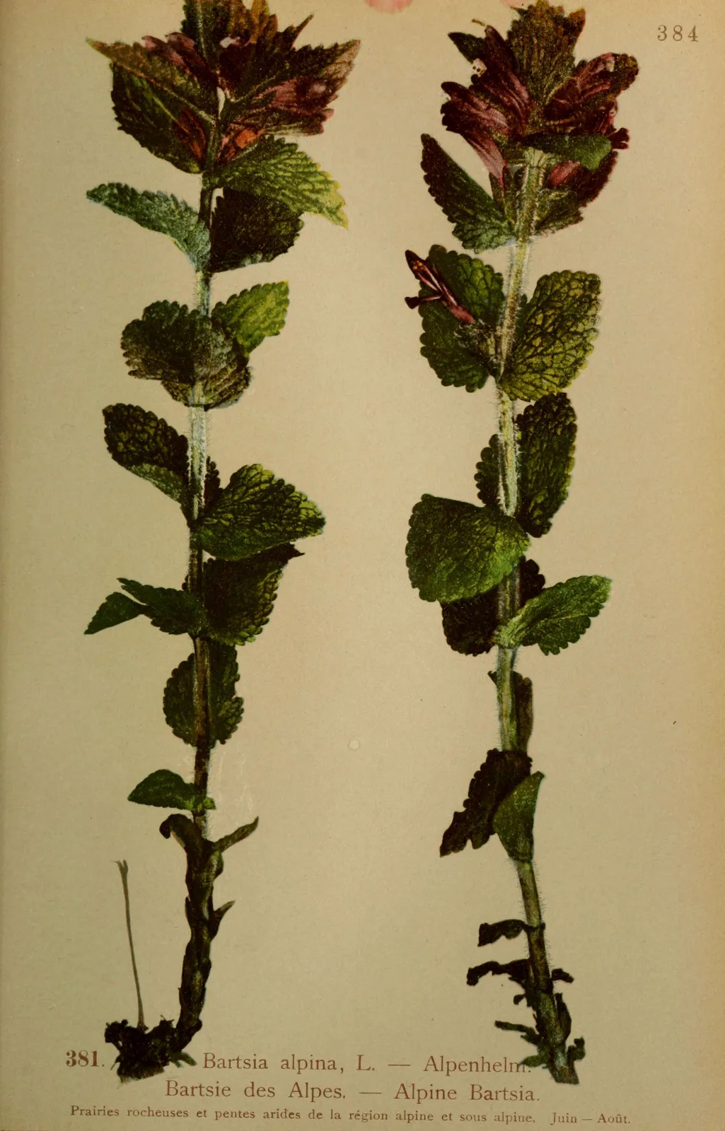 Alpine Bartsia