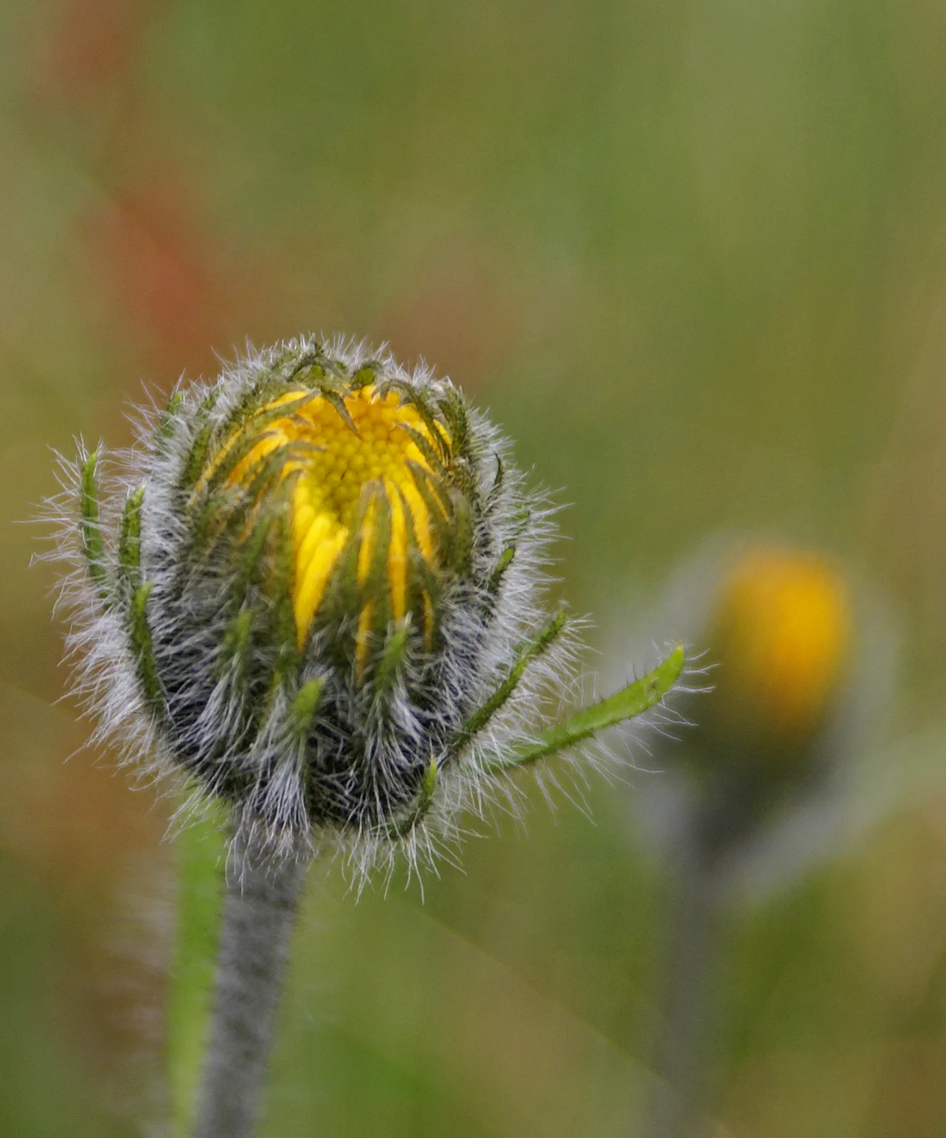Alpine Hawkweed (Hieracium alpinum)