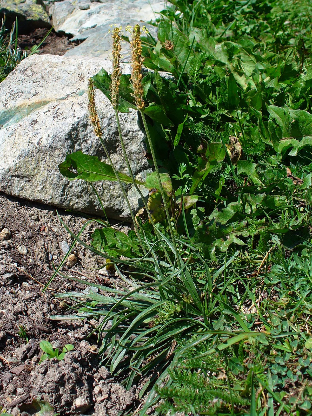 Alpine Plantain (Plantago alpina)
