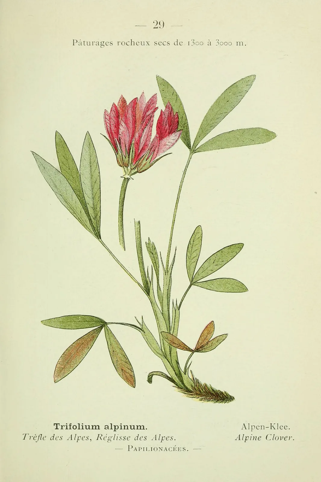Alpine Clover (Trifolium alpinum)