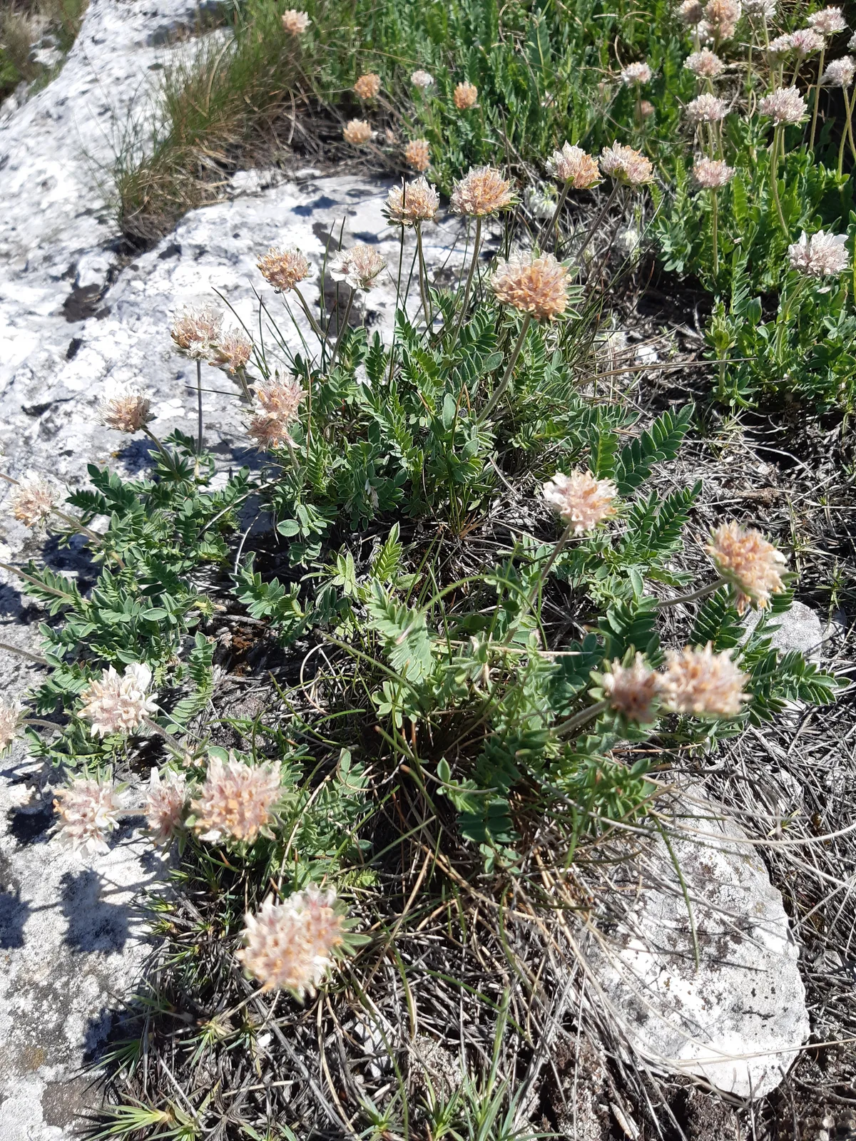 Mountain Kidney Vetch (Anthyllis montana)