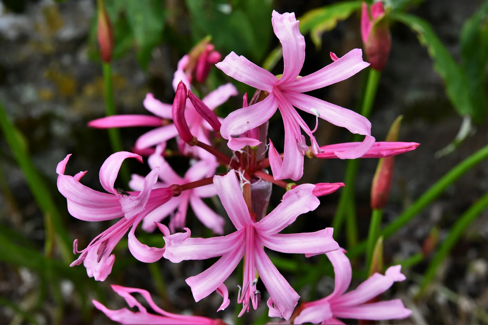 Guernsey Lily (Nerine sarniensis)