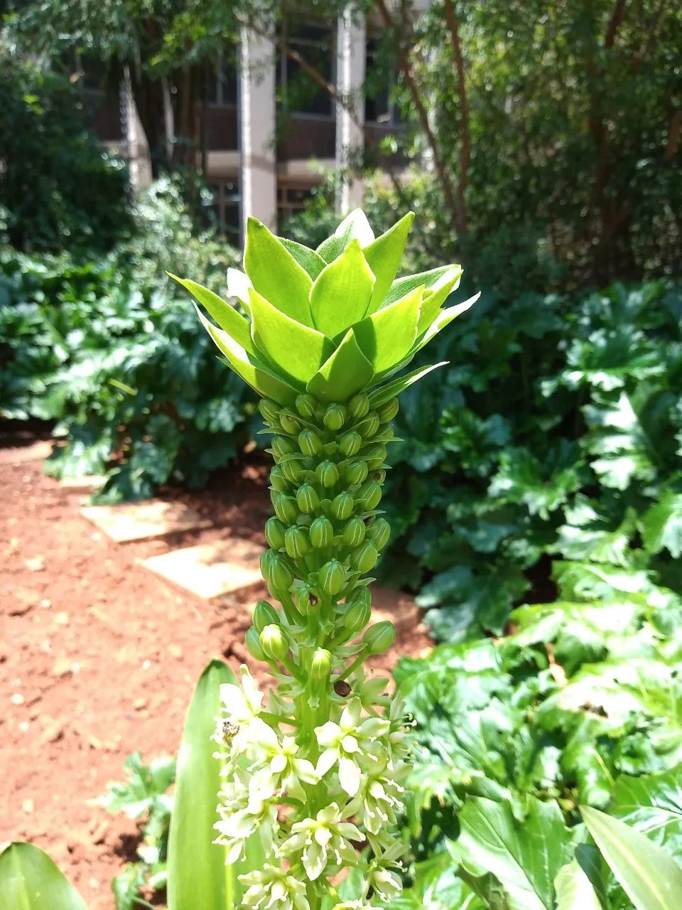Pineapple Lily (Eucomis comosa)