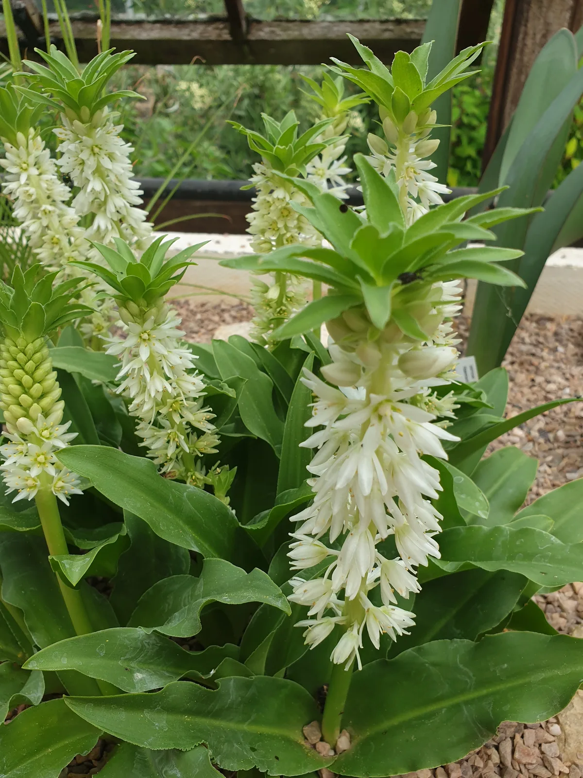 Autumn Pineapple Lily (Eucomis autumnalis)