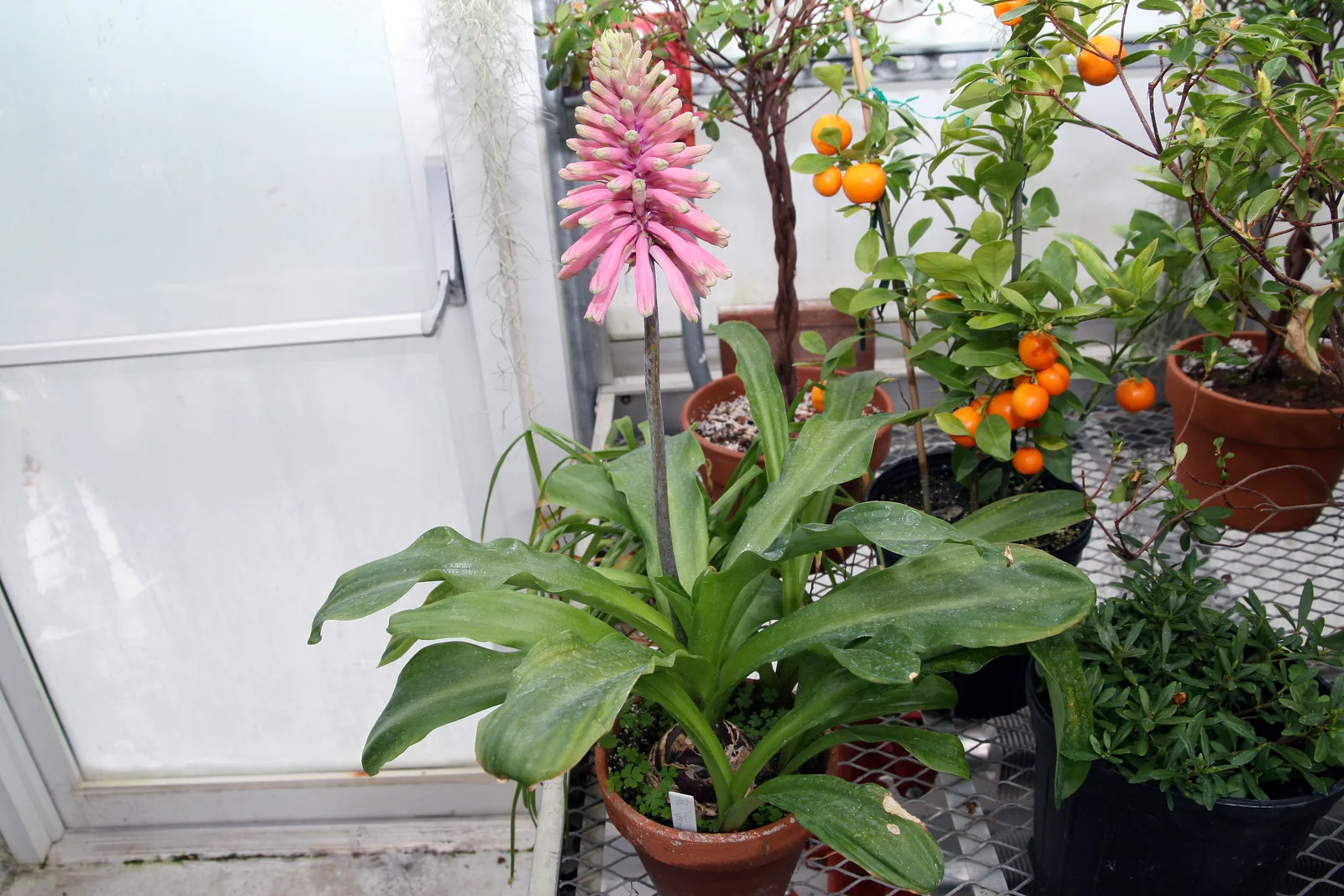 Forest Lily (Veltheimia bracteata)