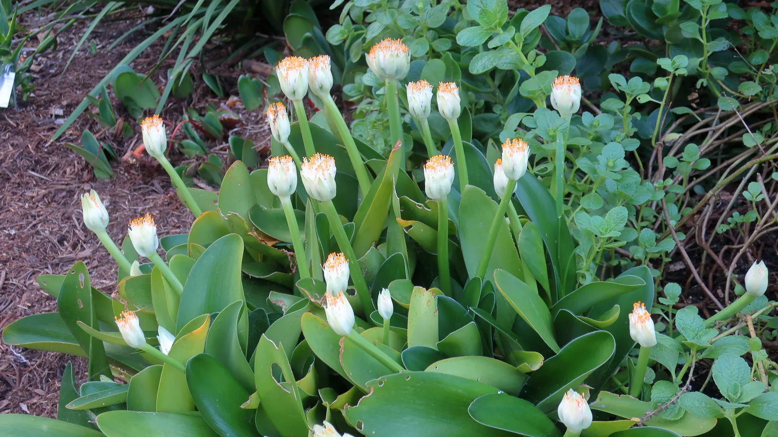 Paintbrush Lily